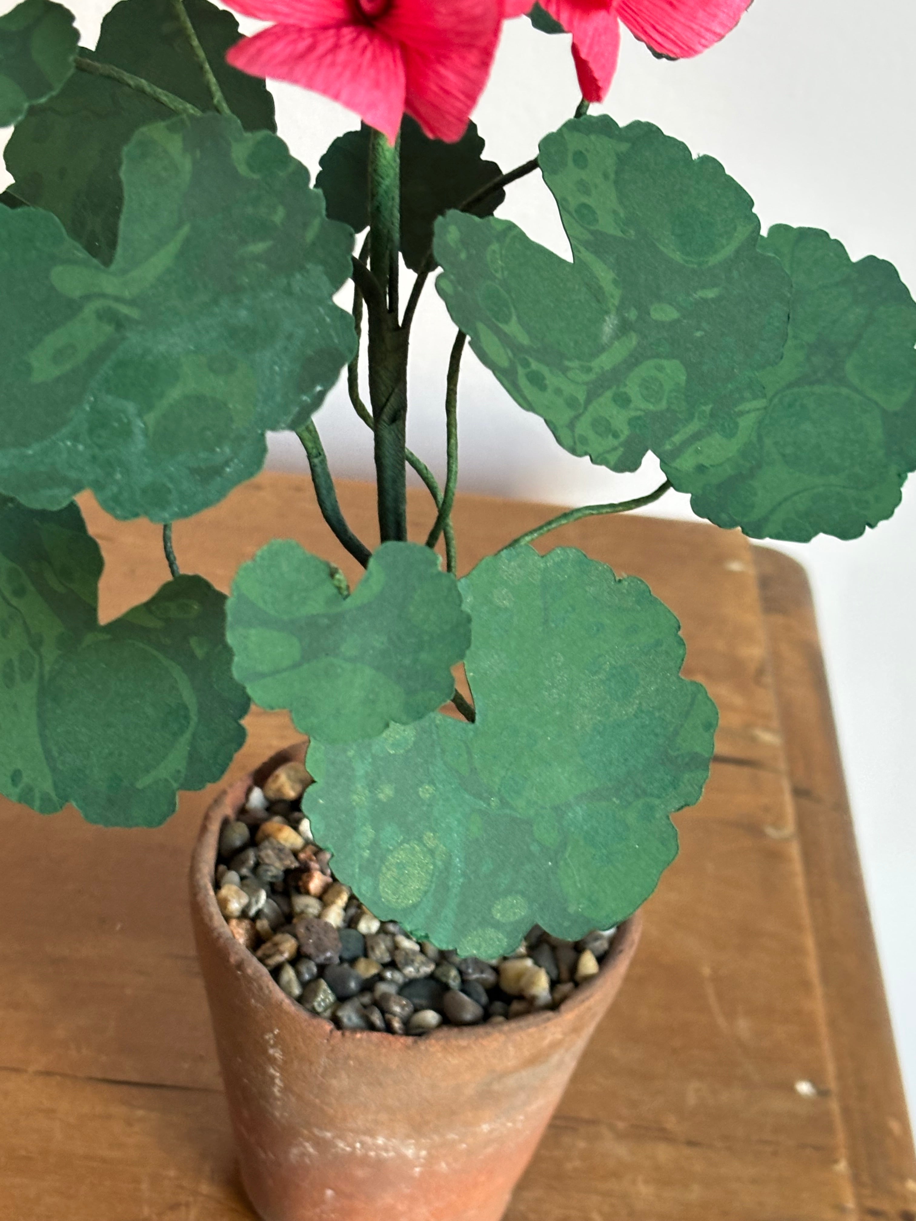 Paper Geranium