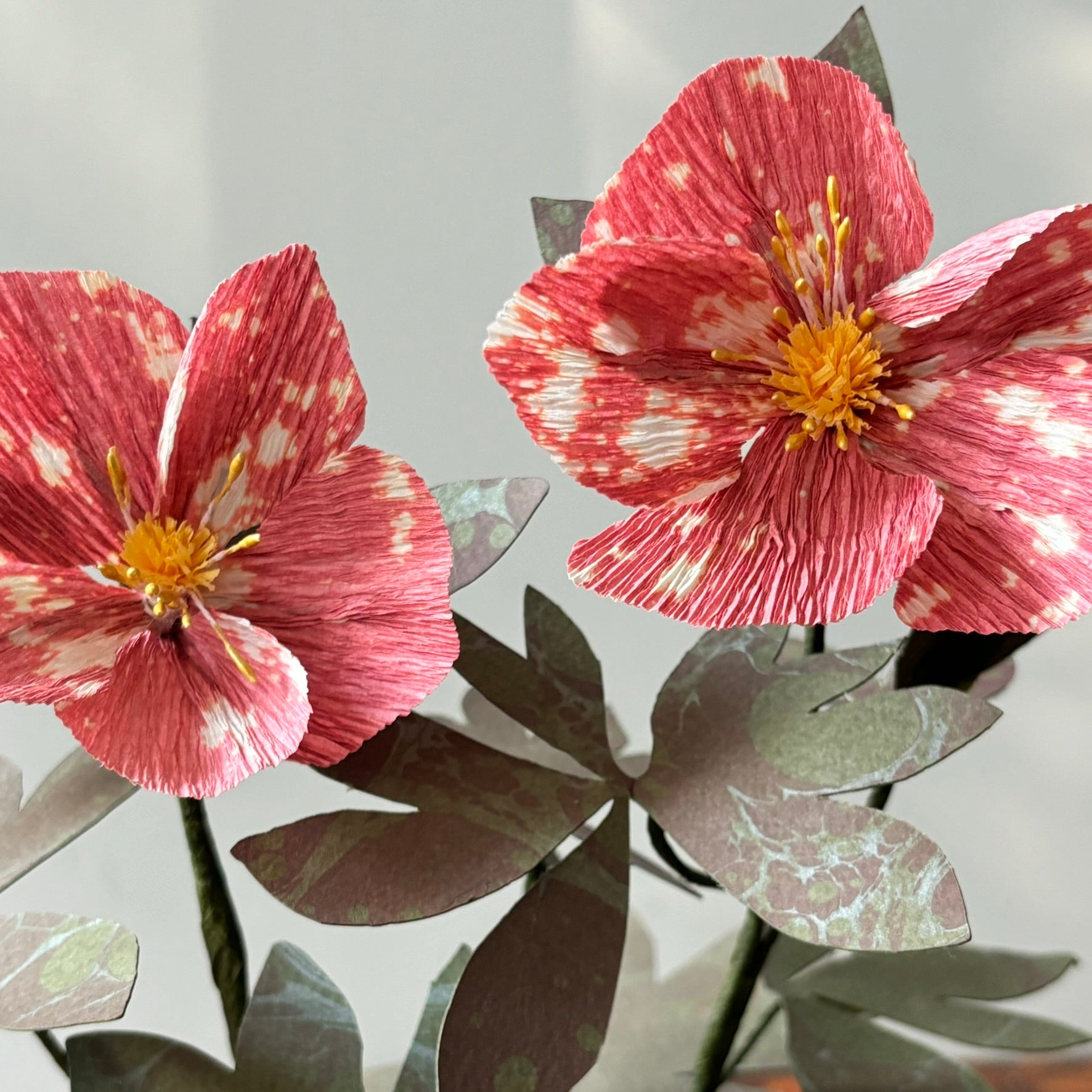 Paper Hellebore