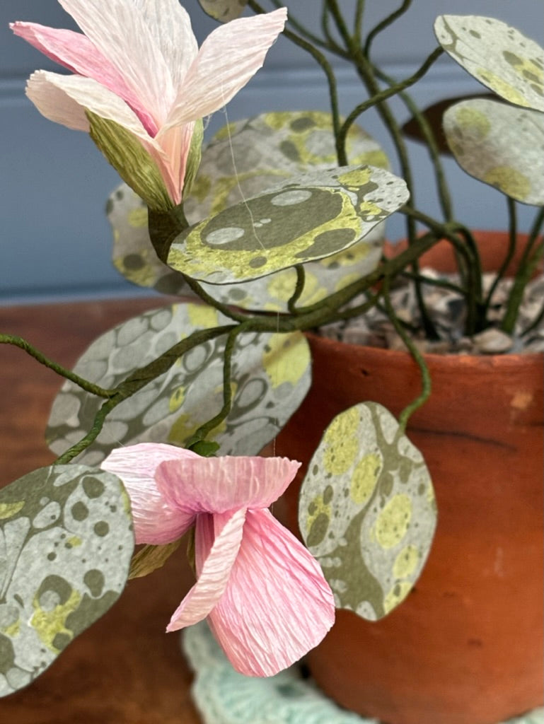 Nasturtium