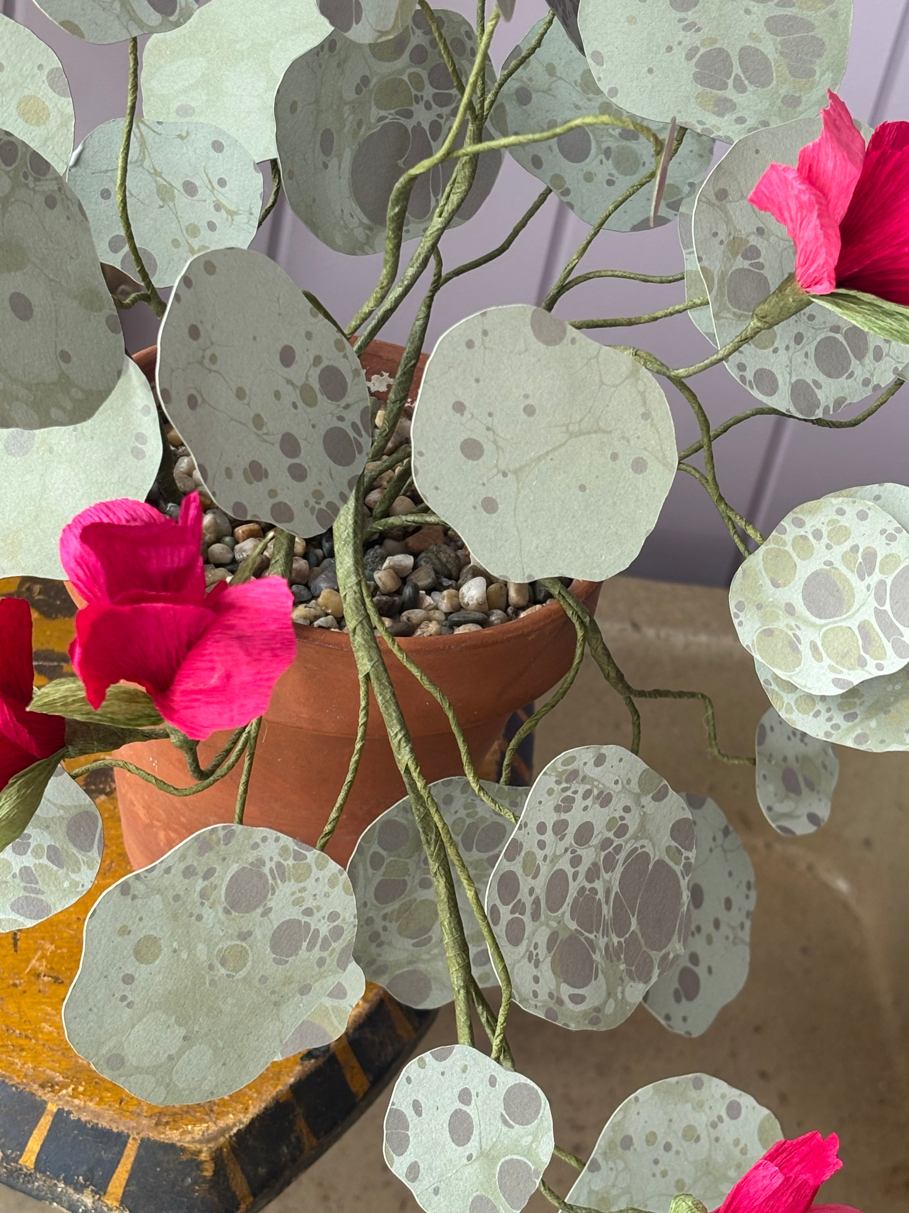 Nasturtium, trailing