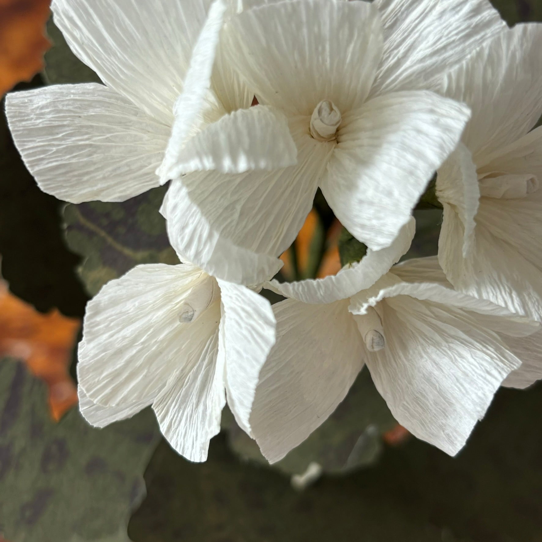 Paper Geranium