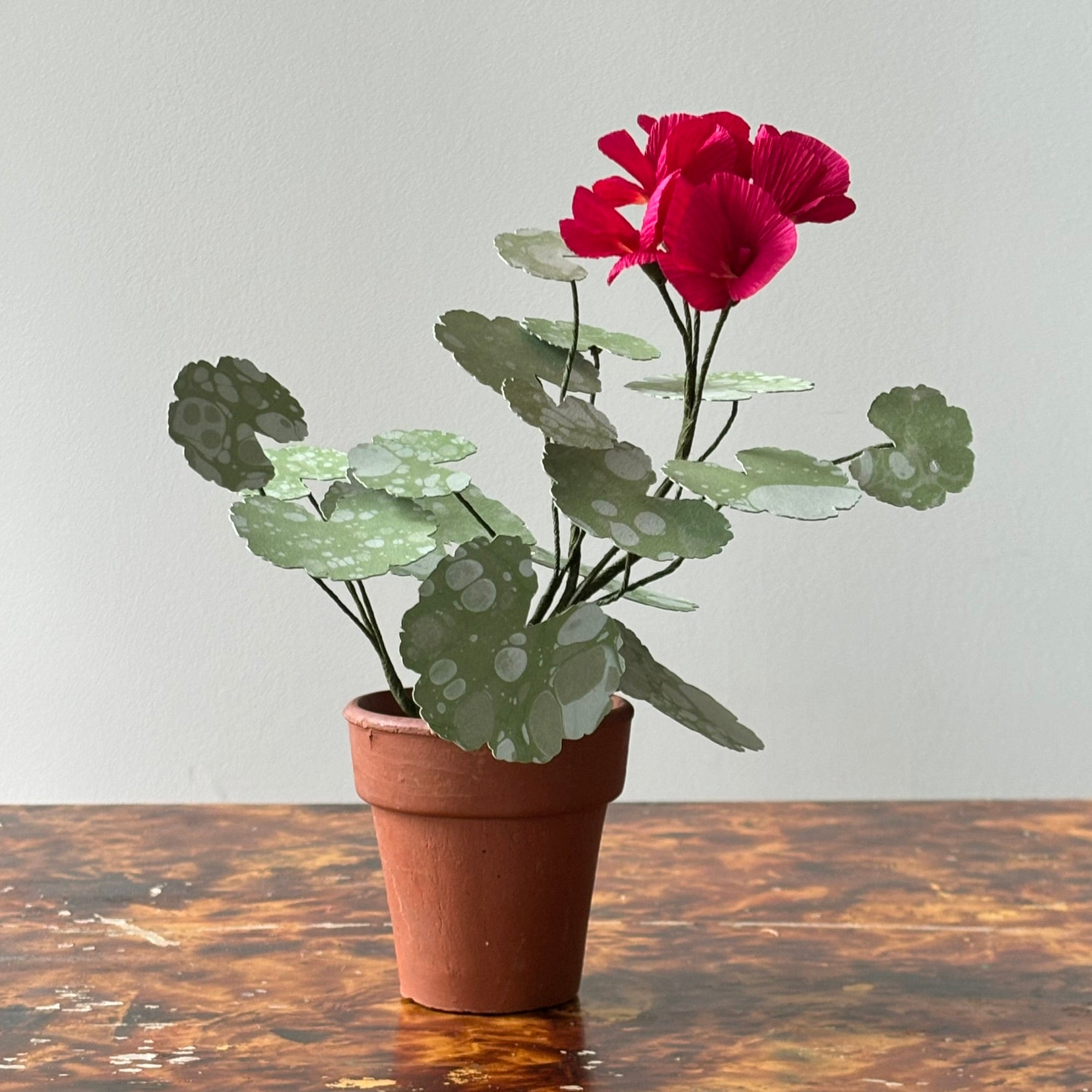 Paper Geranium