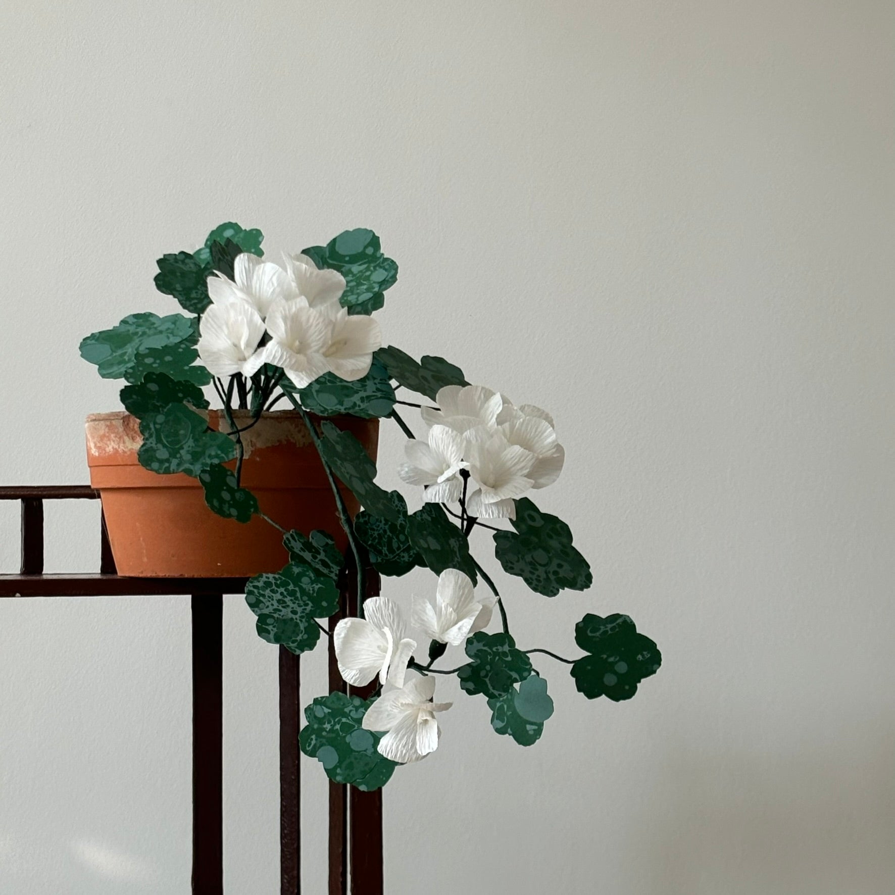 Paper trailing Geranium