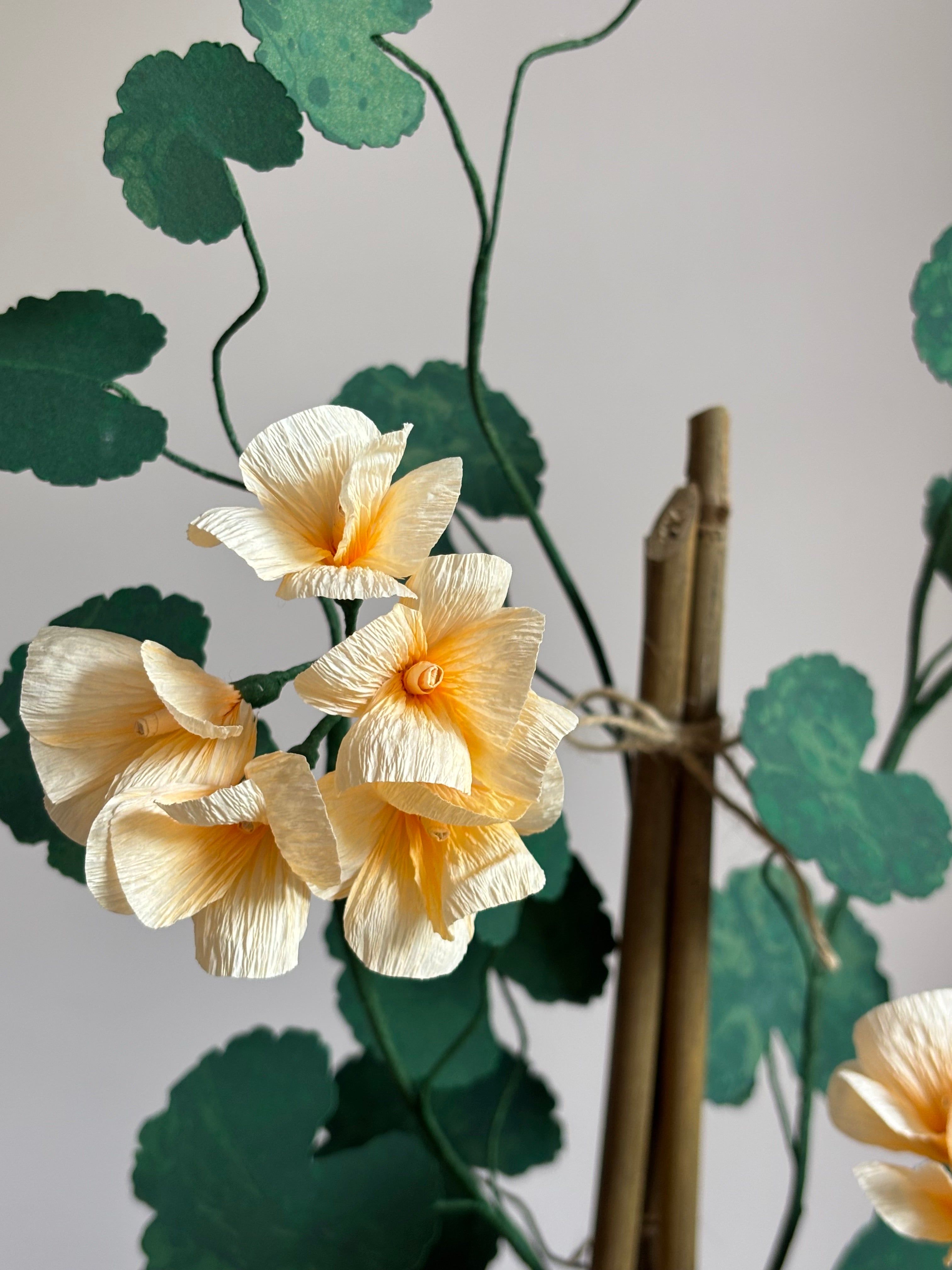 Paper Geranium