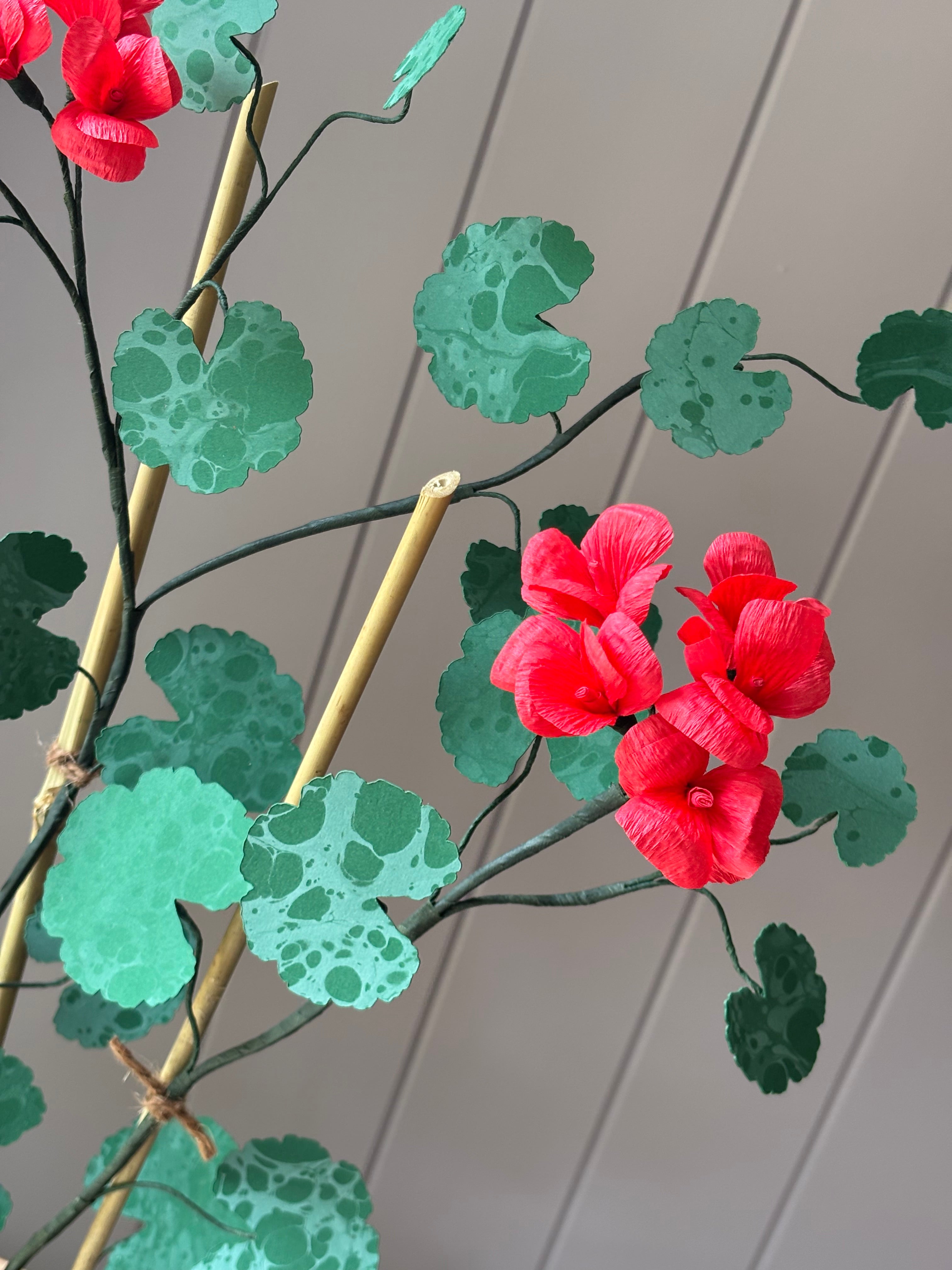 Paper geranium