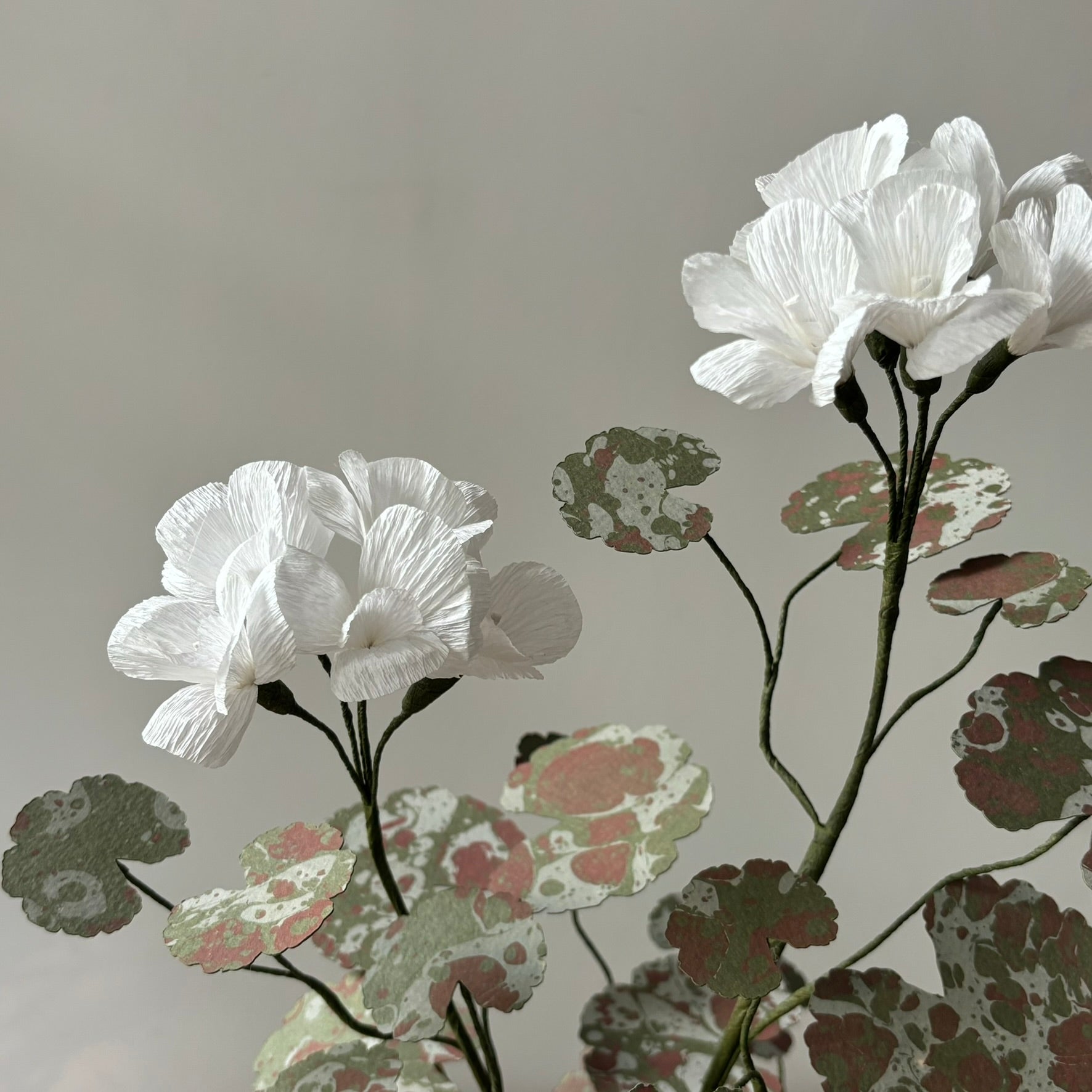 Paper Geranium