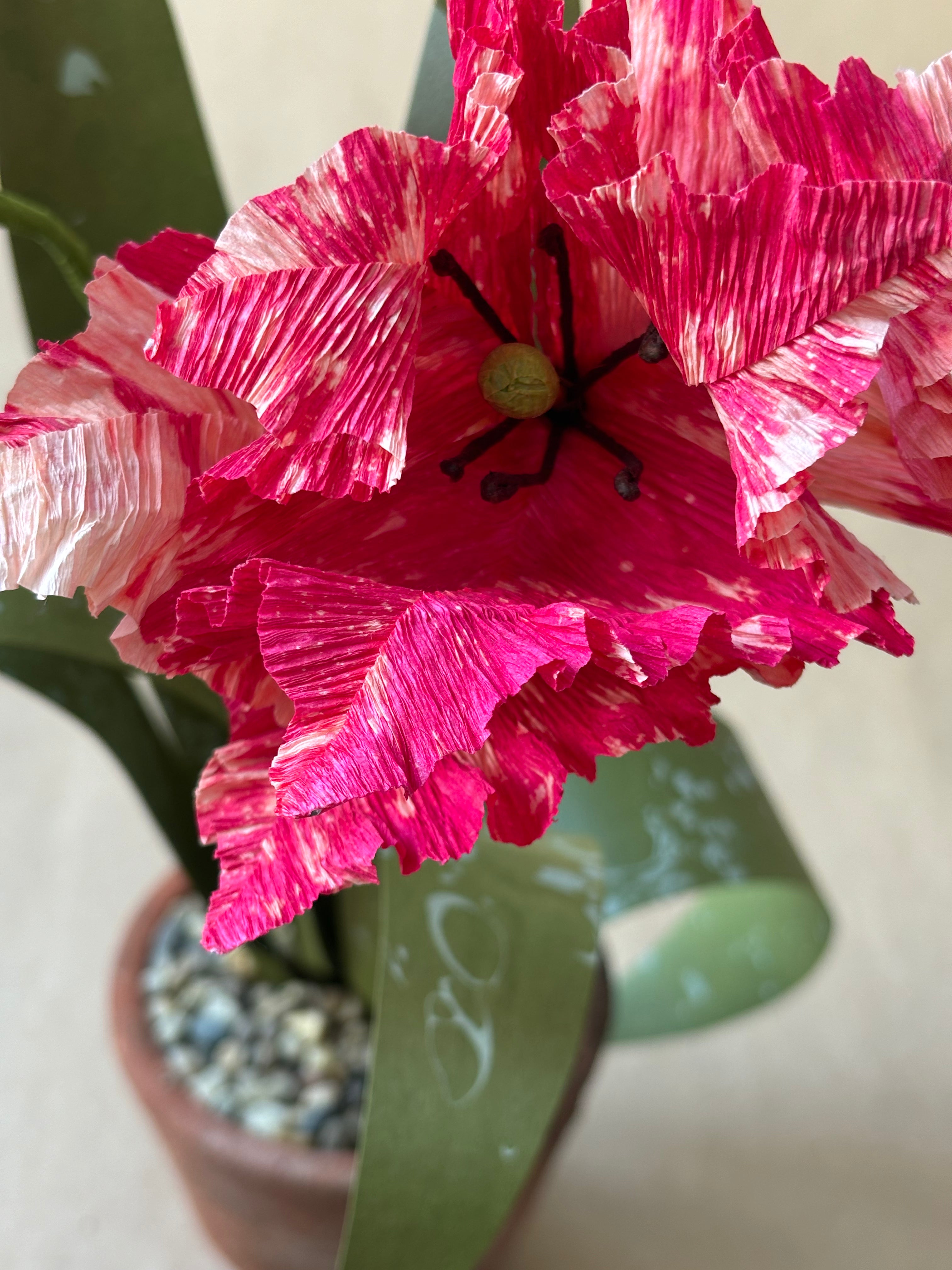 Parrot Tulip