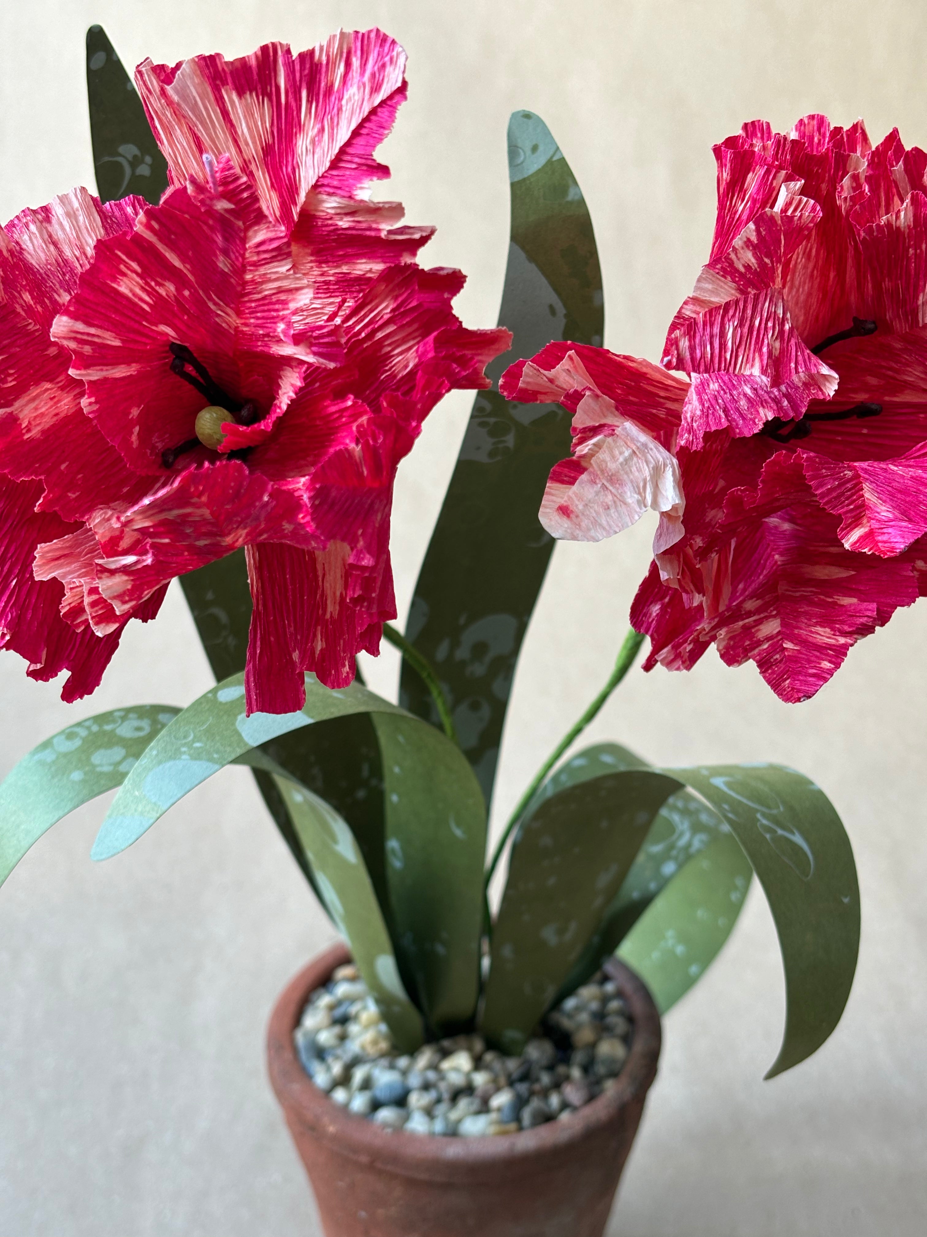 Parrot Tulip