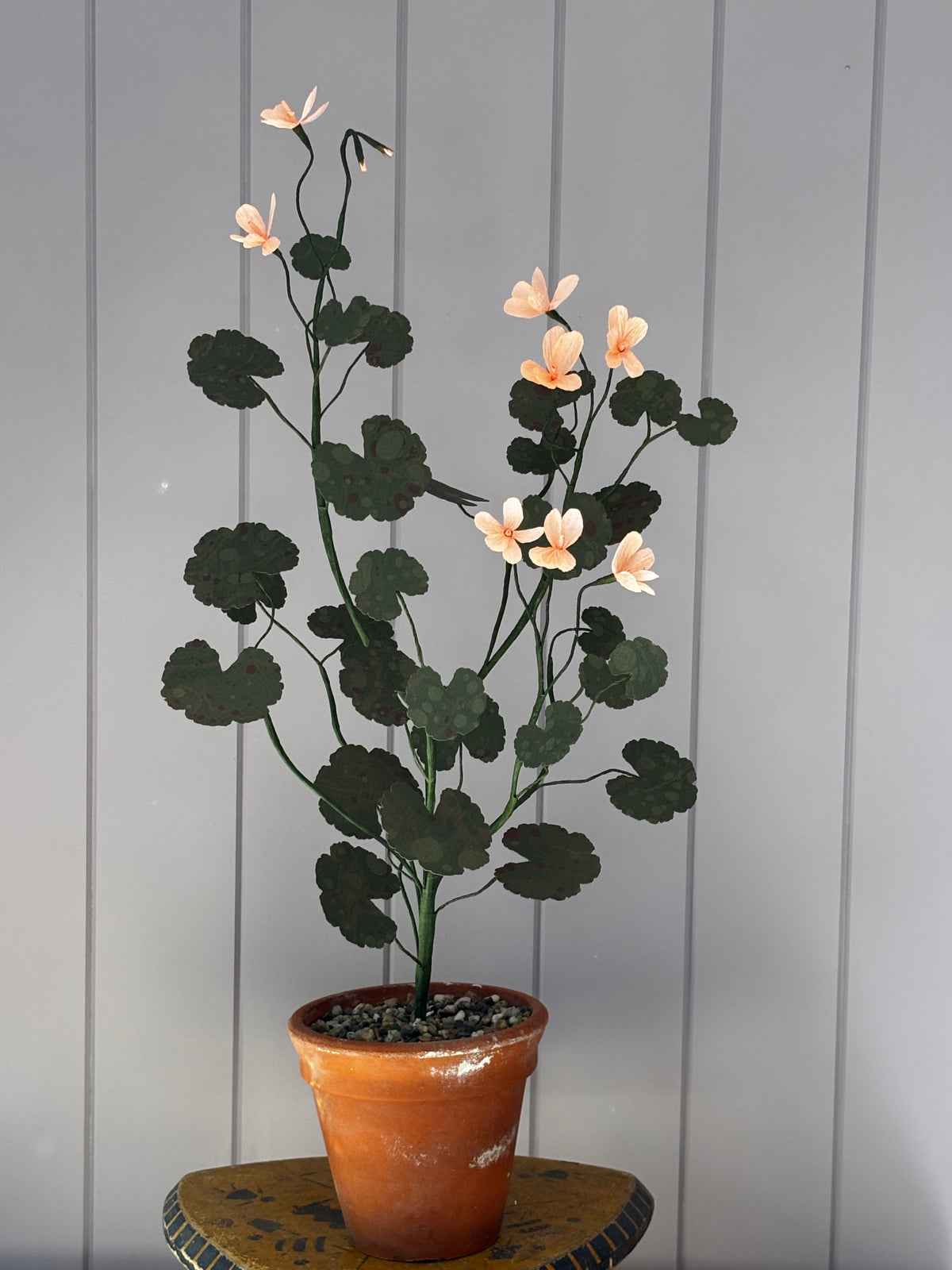 Paper geranium