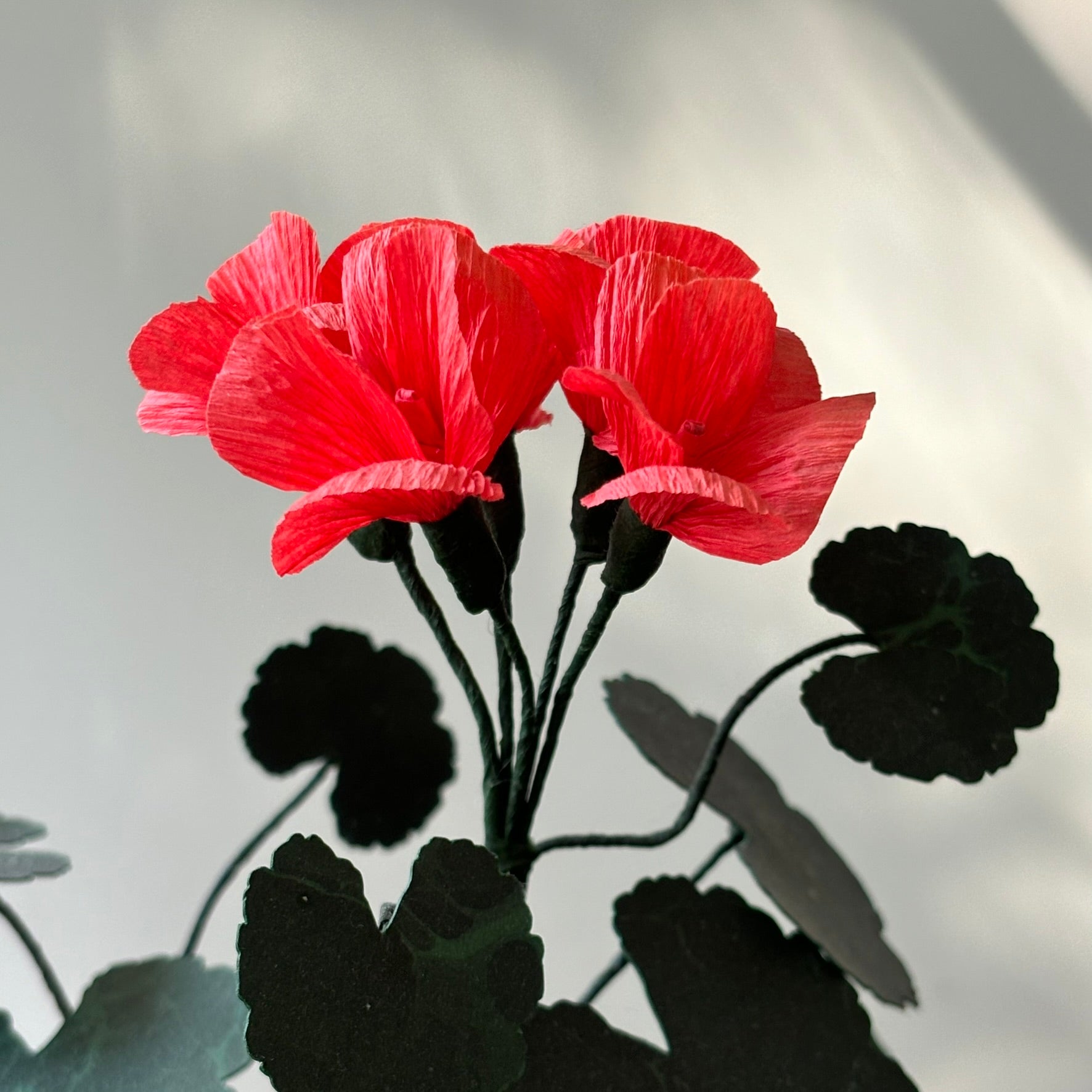 Paper Geranium