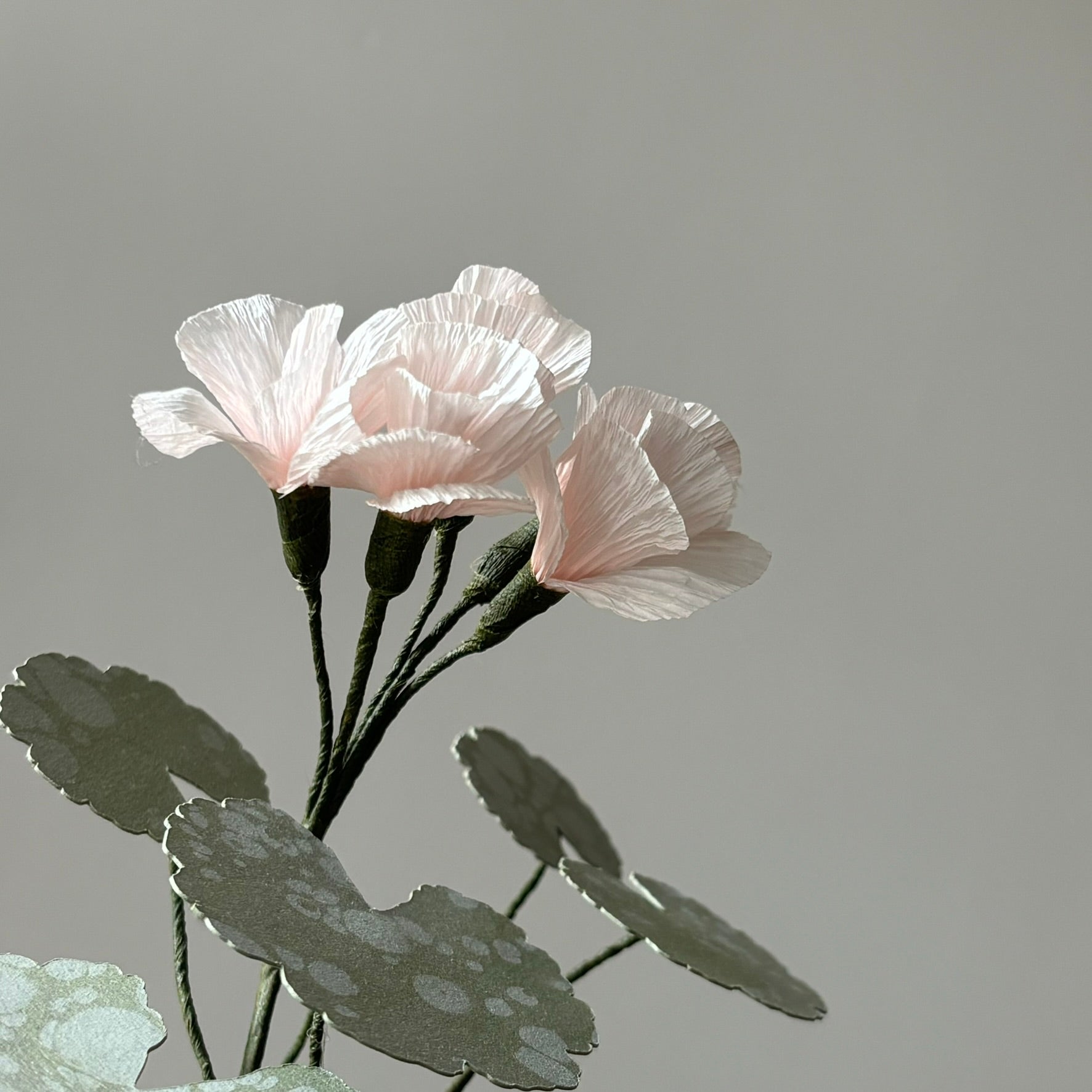 Paper Geranium