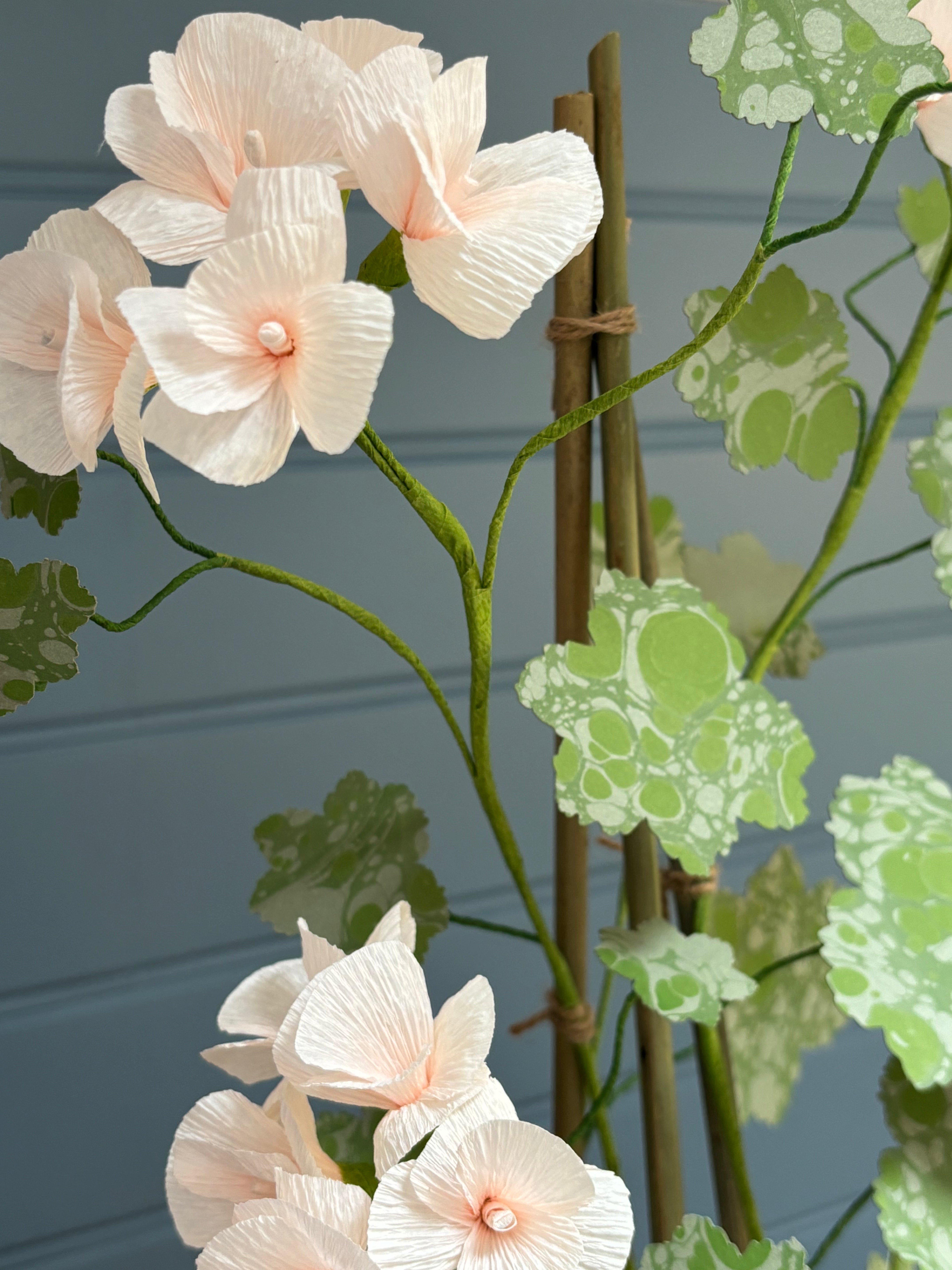 Geranium