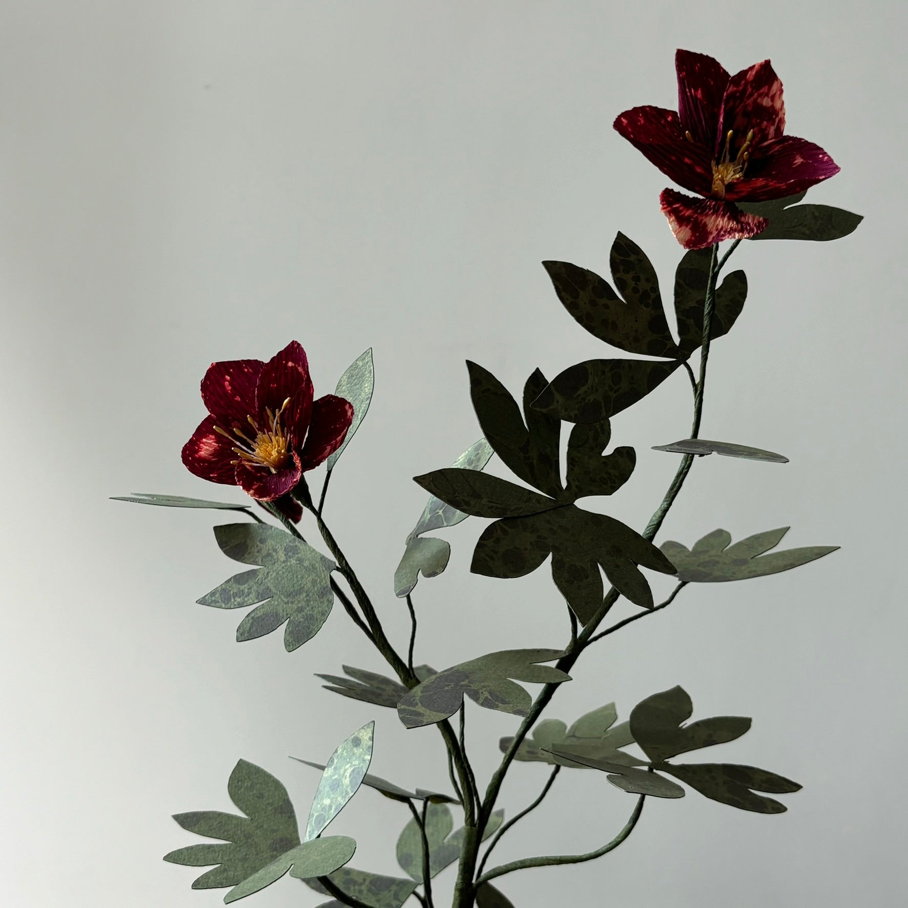 Paper Hellebore