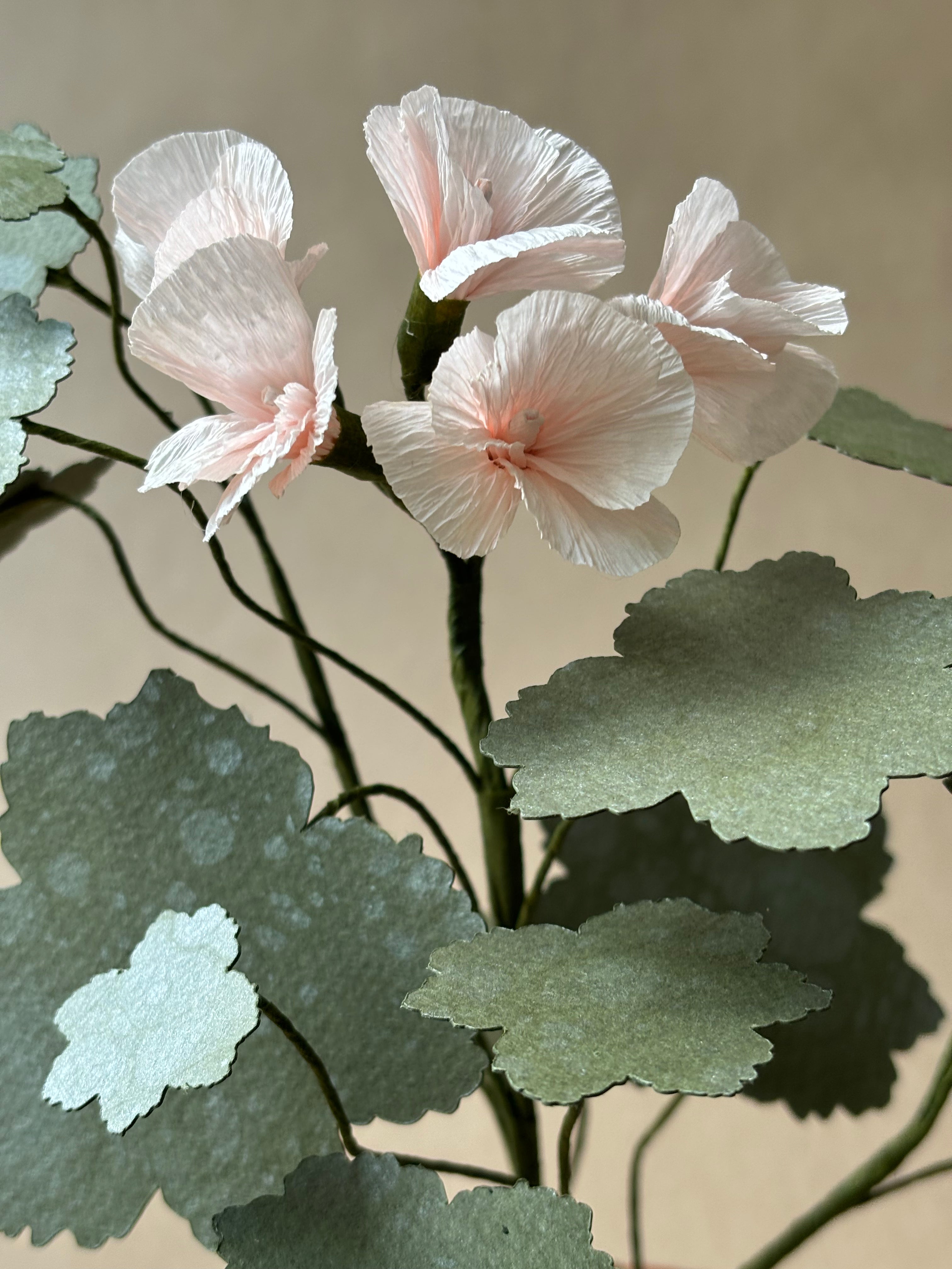 Geranium