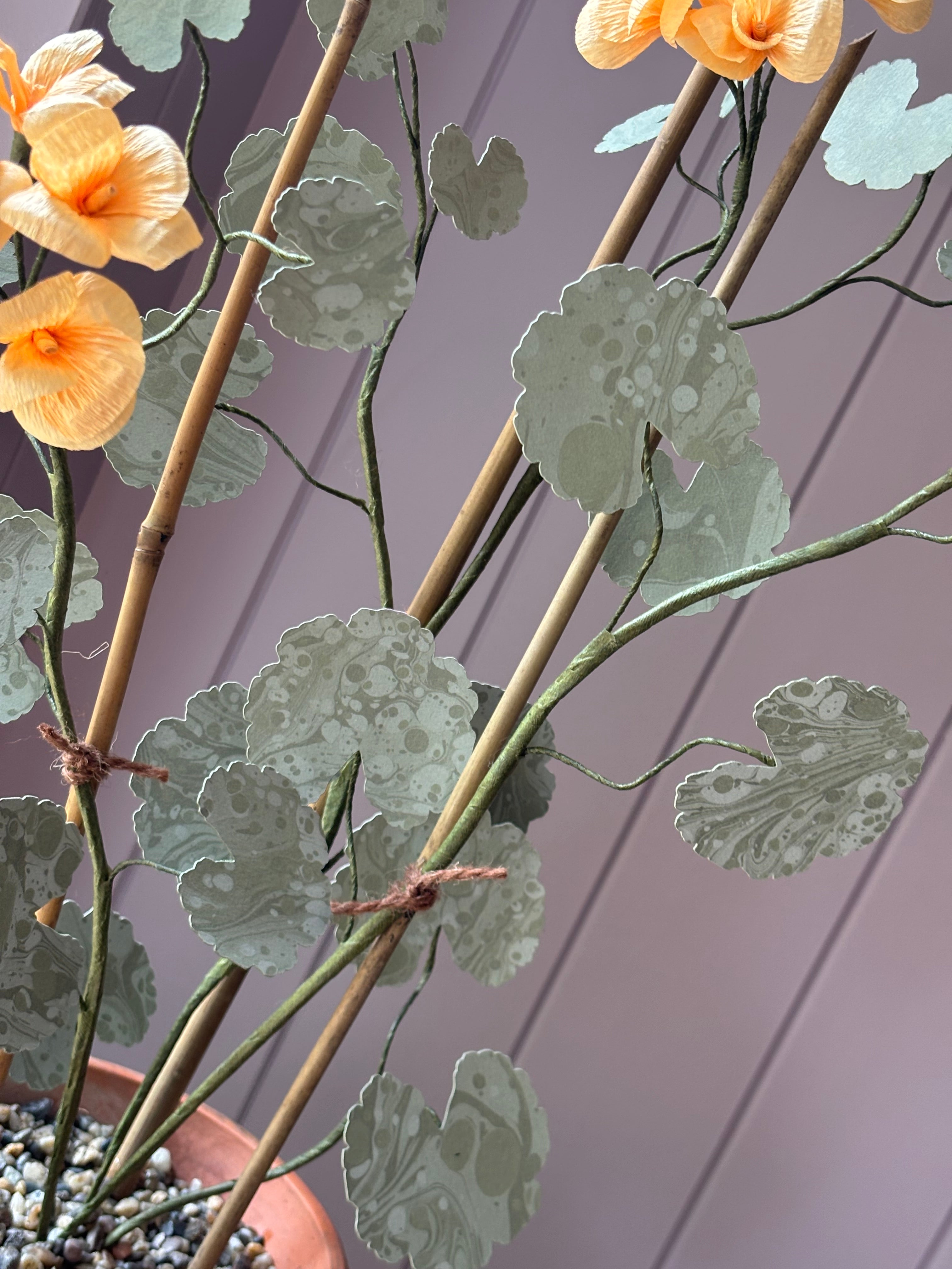 Paper geranium