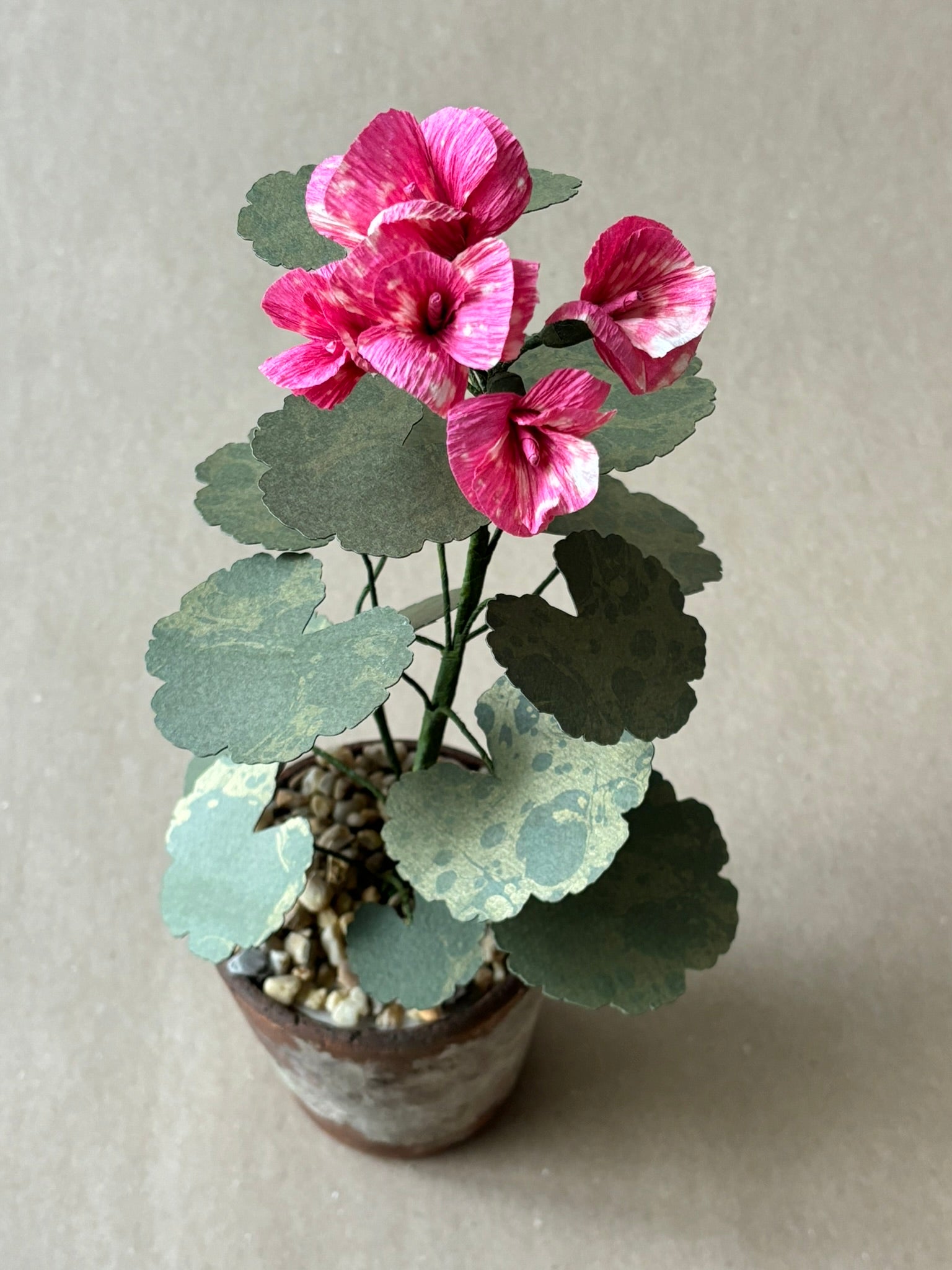 Geranium