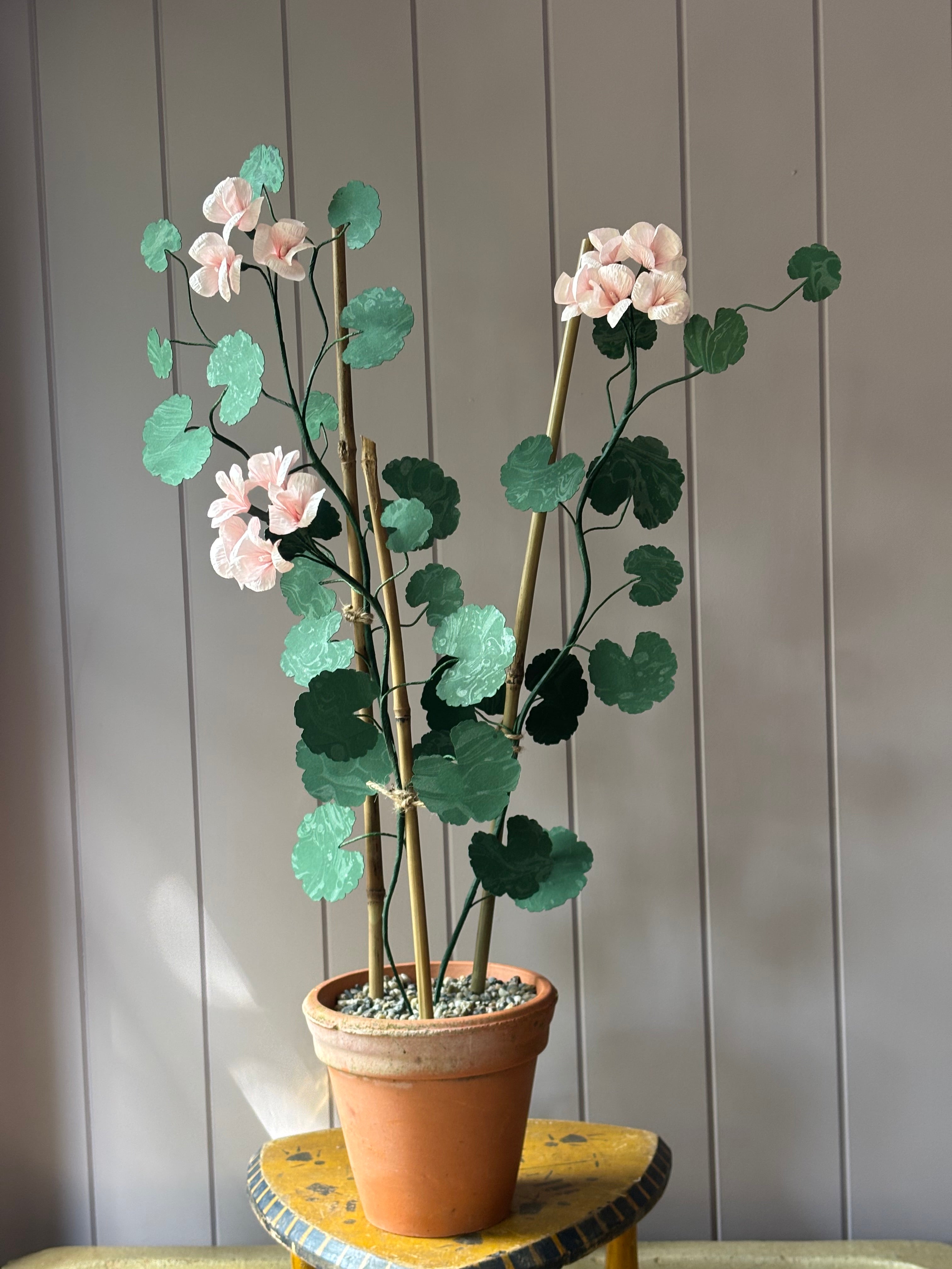 Paper geranium