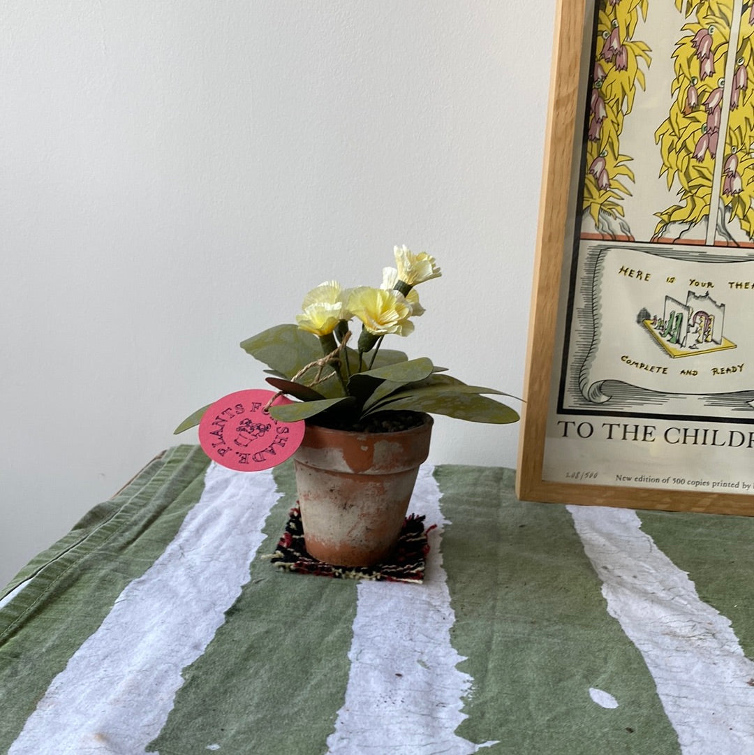 Paper primrose