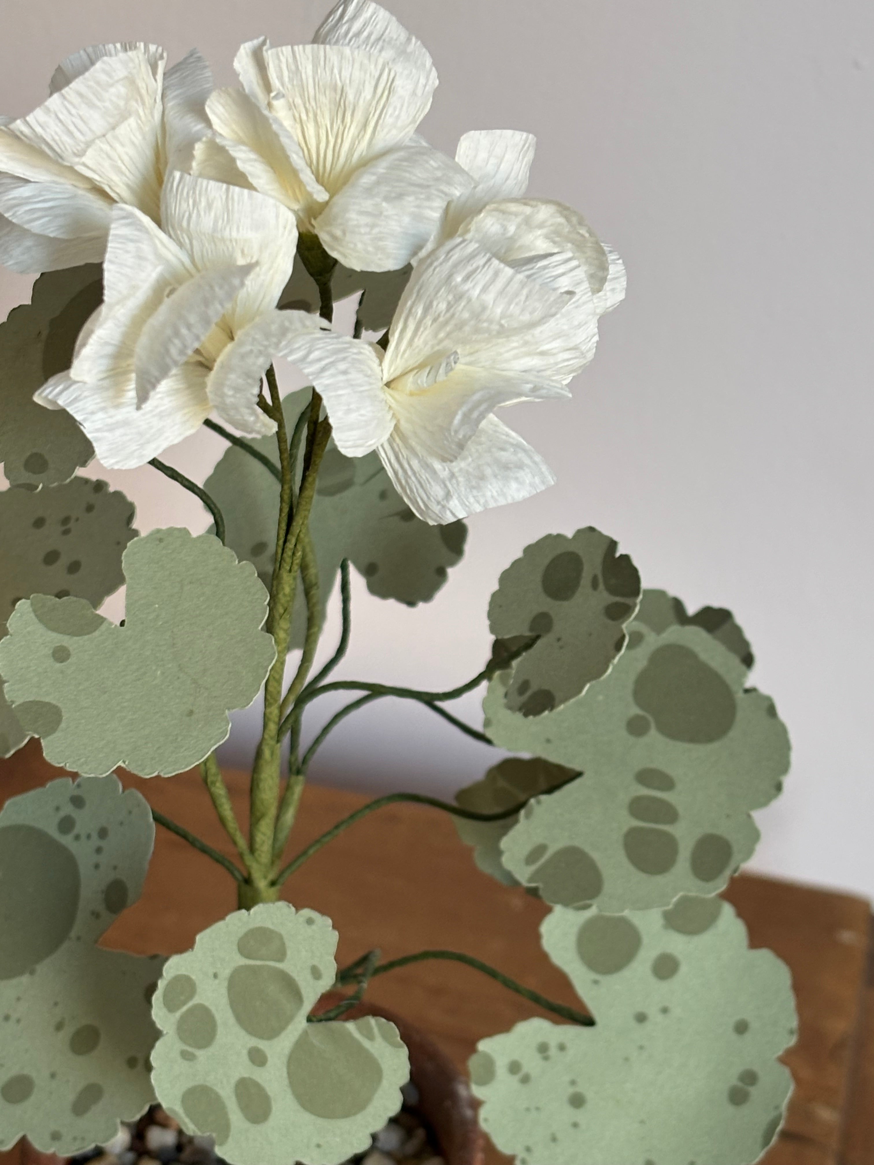 Paper Geranium
