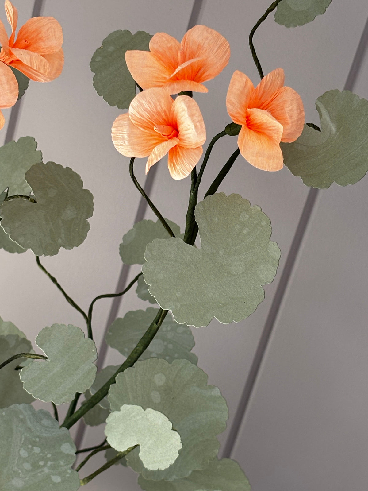 Paper geranium