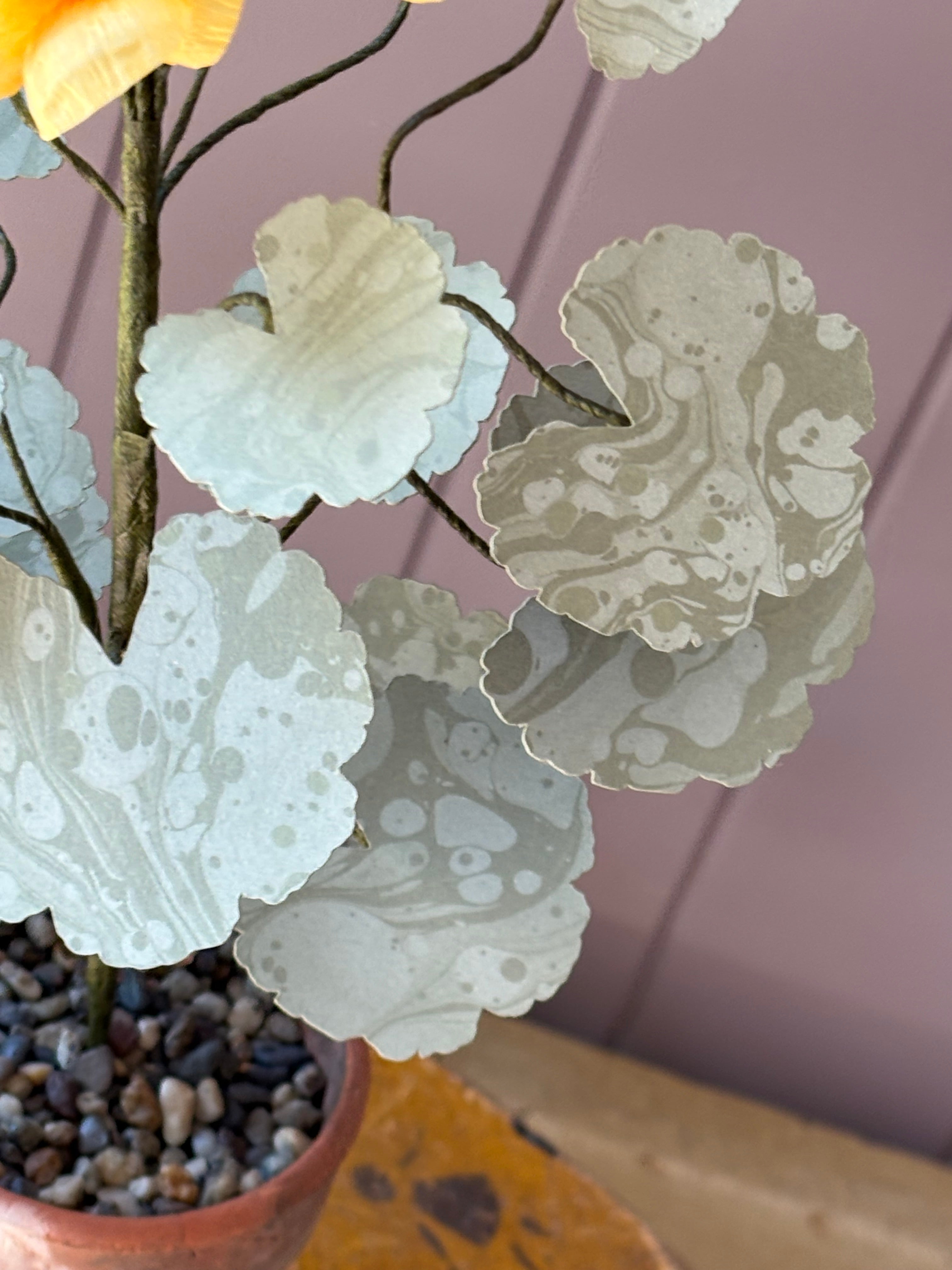 Paper geranium