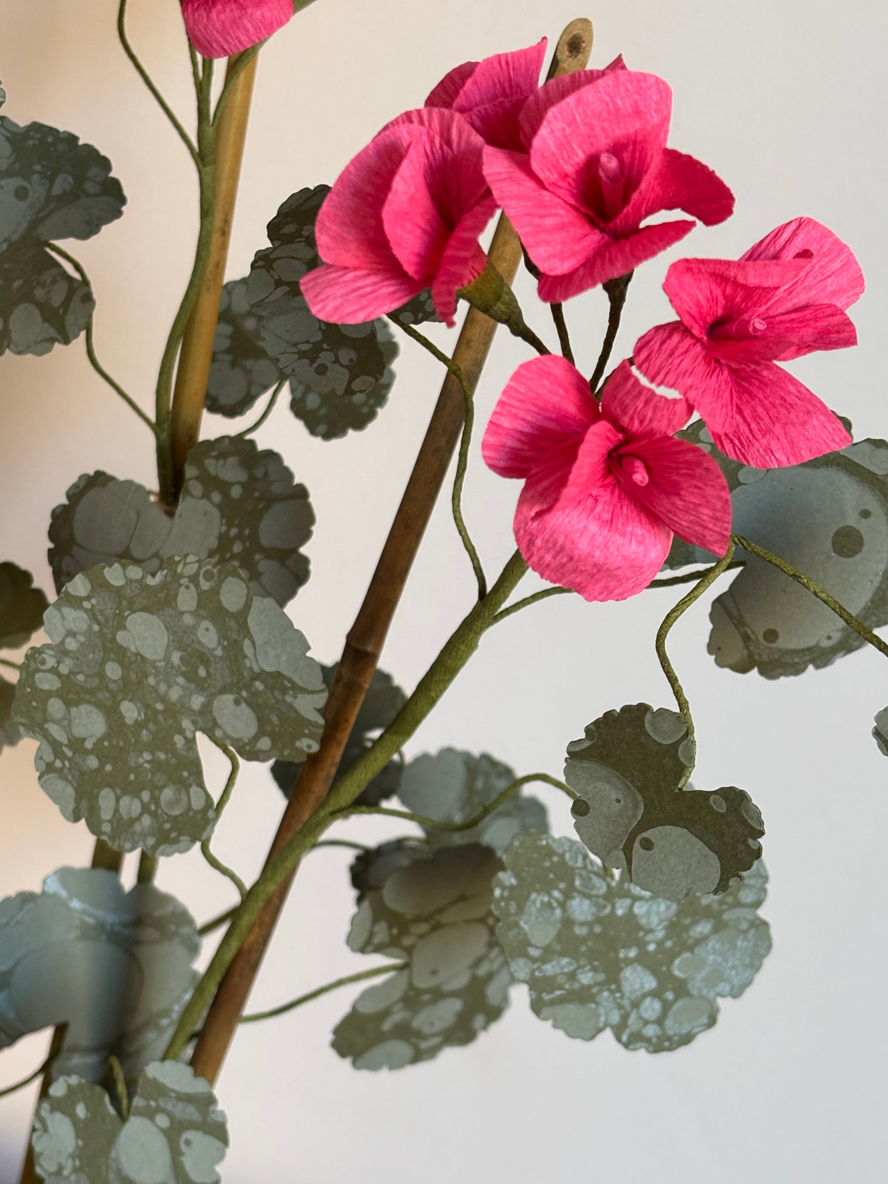 Paper Geranium