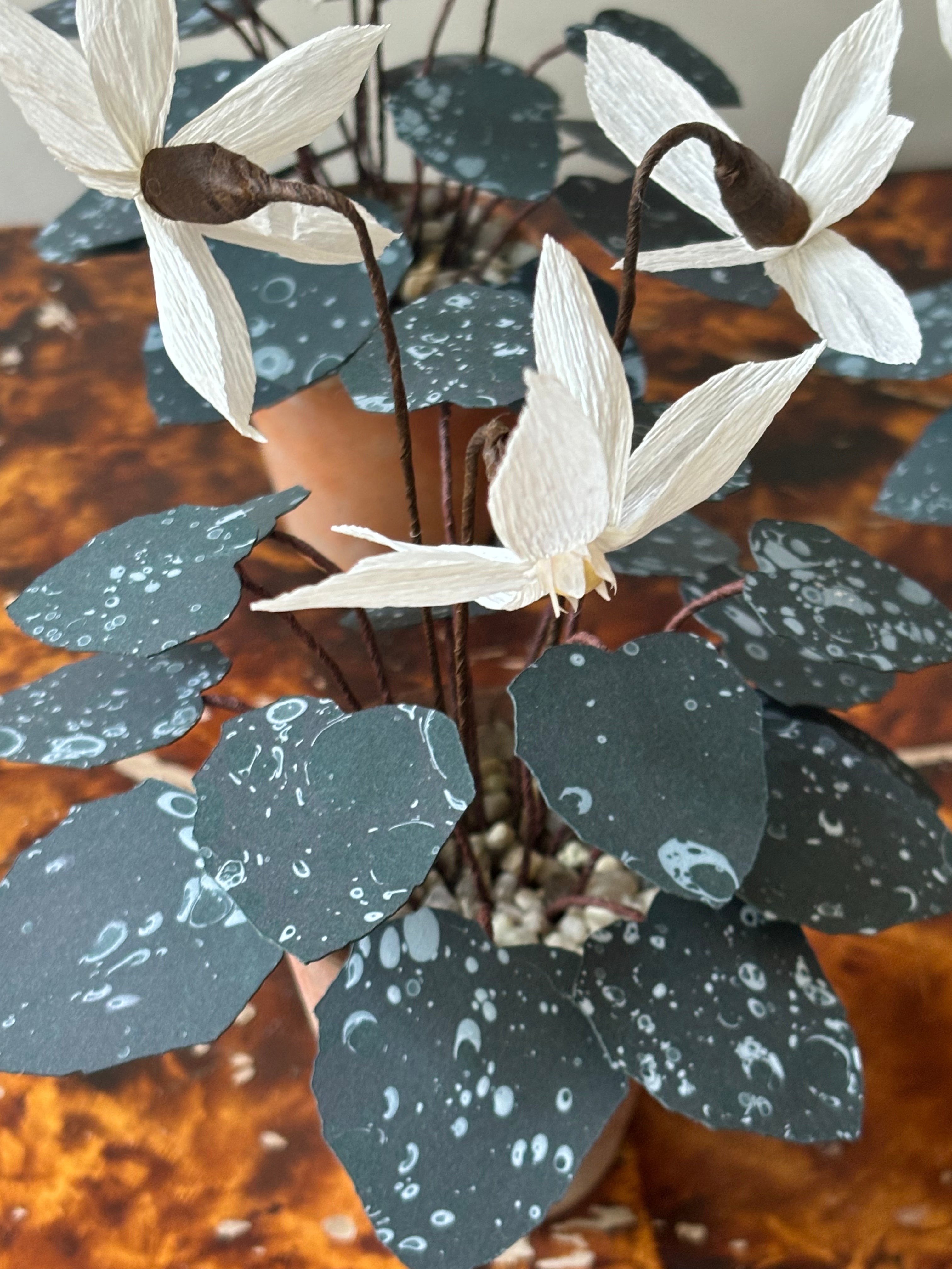 Cyclamen 3