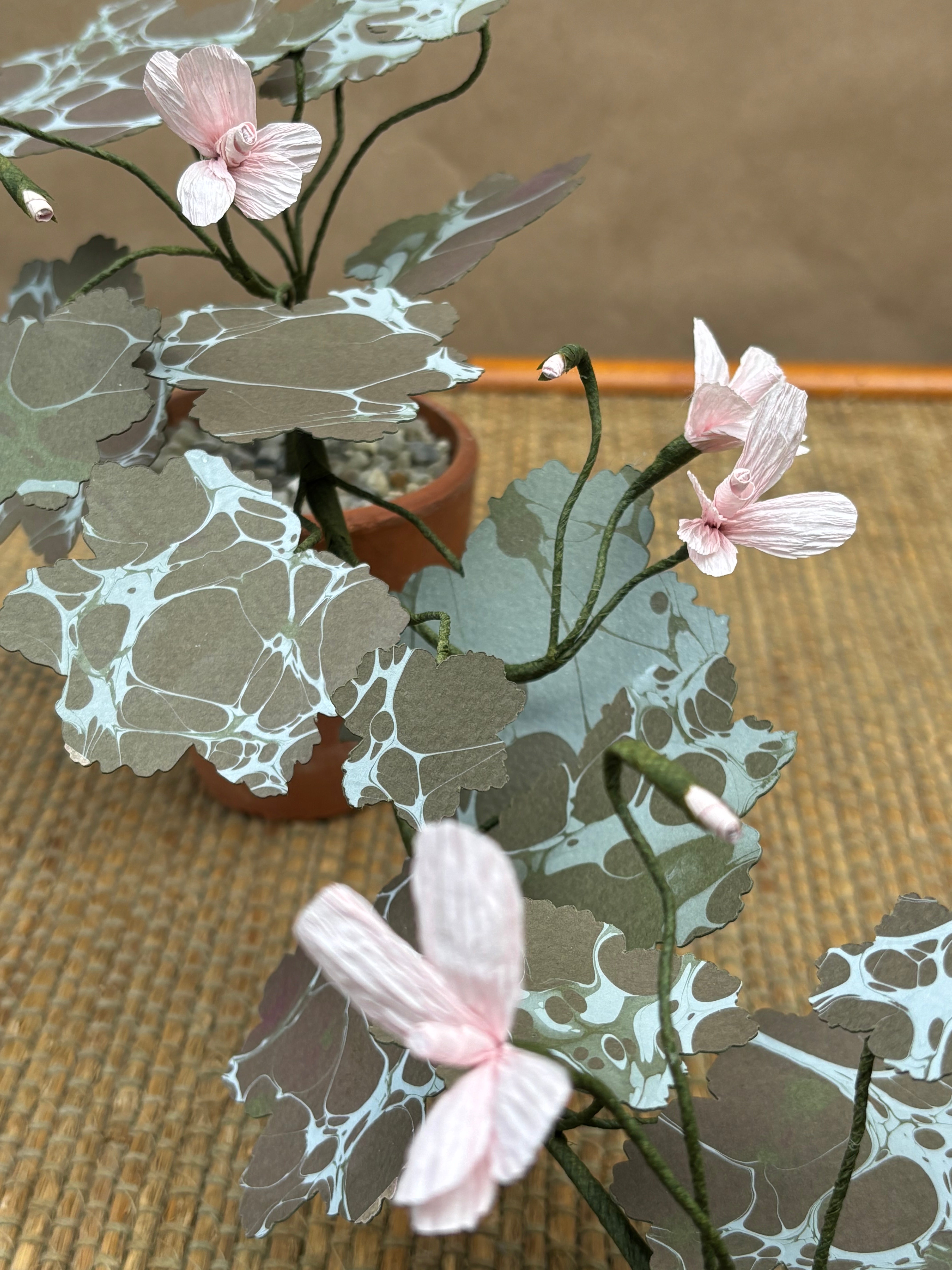 Paper Geranium, trailing