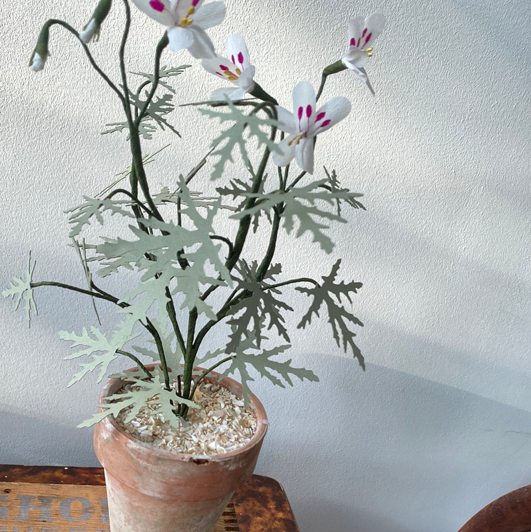 Paper Geranium