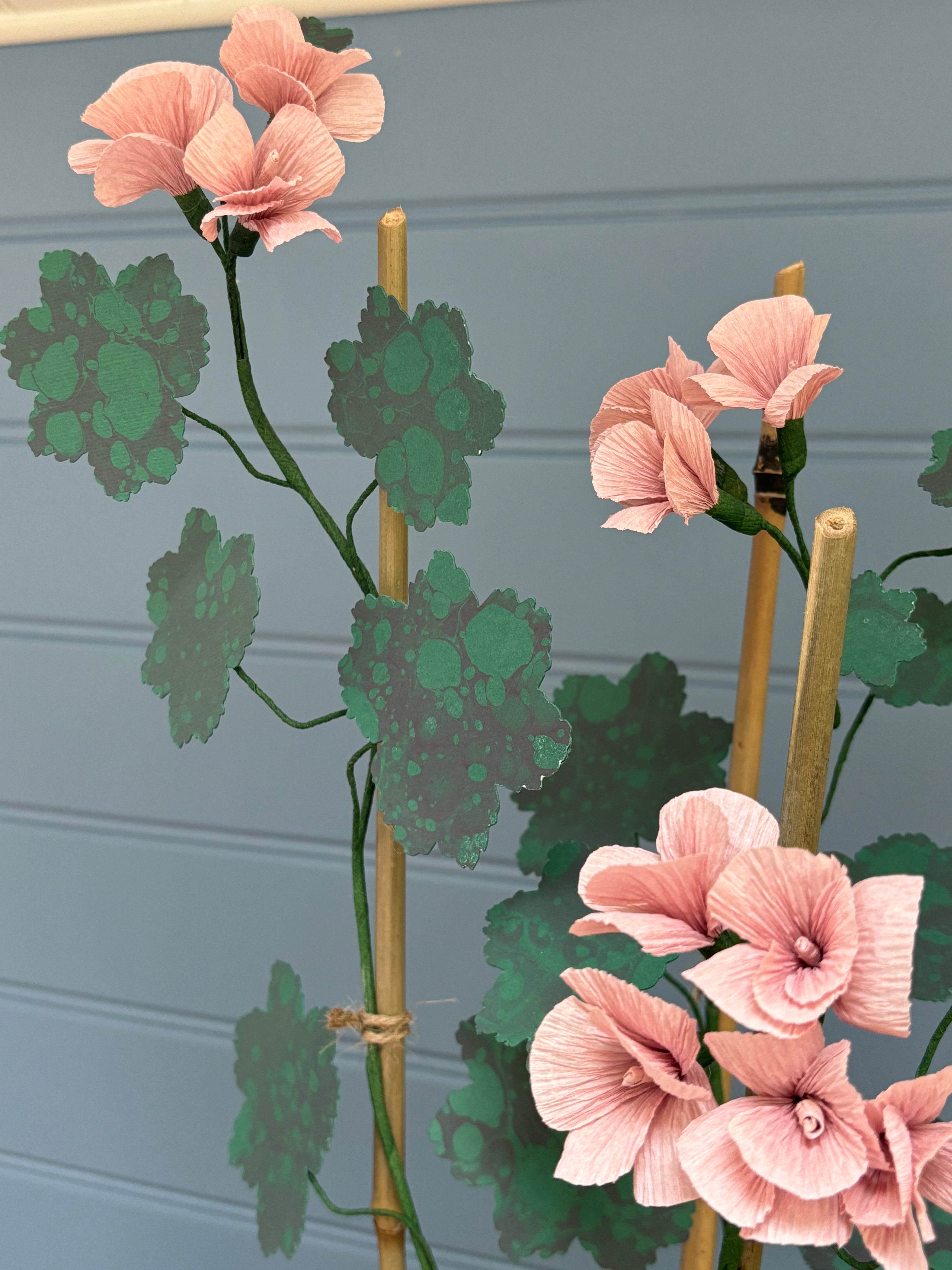 Geranium