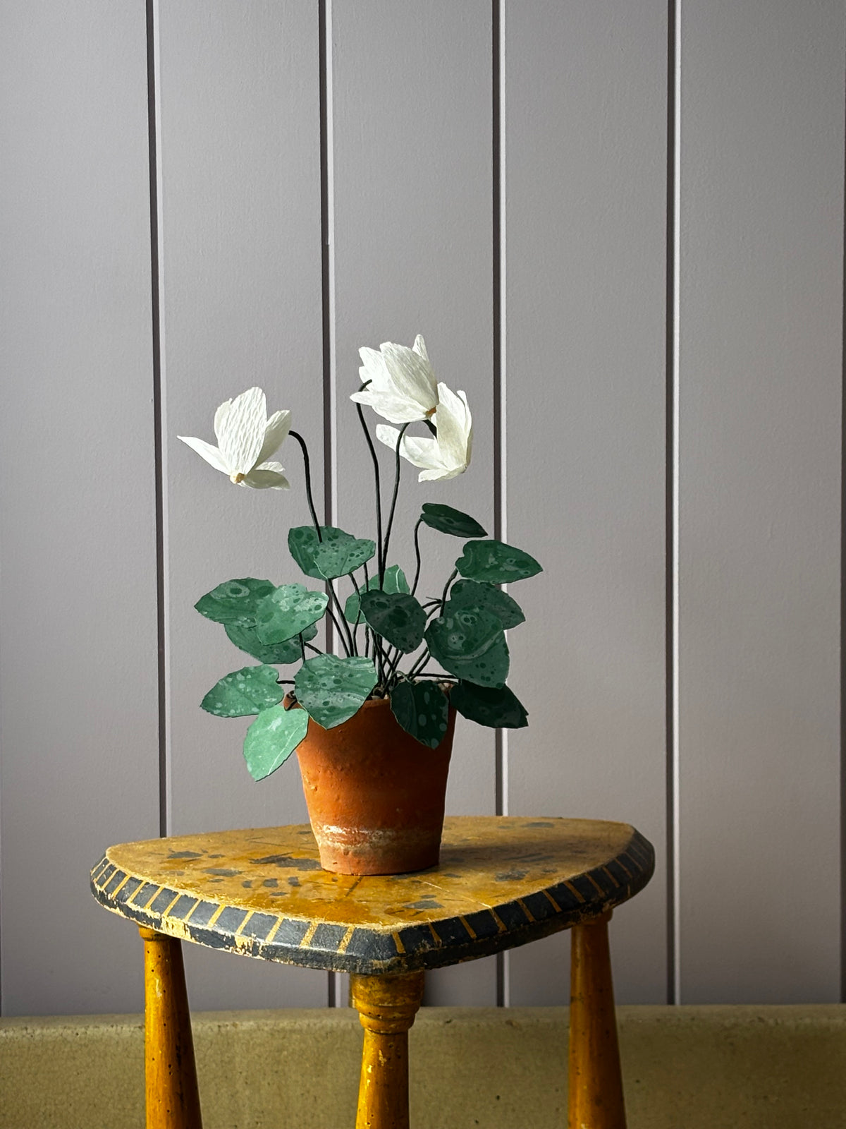 Cyclamen