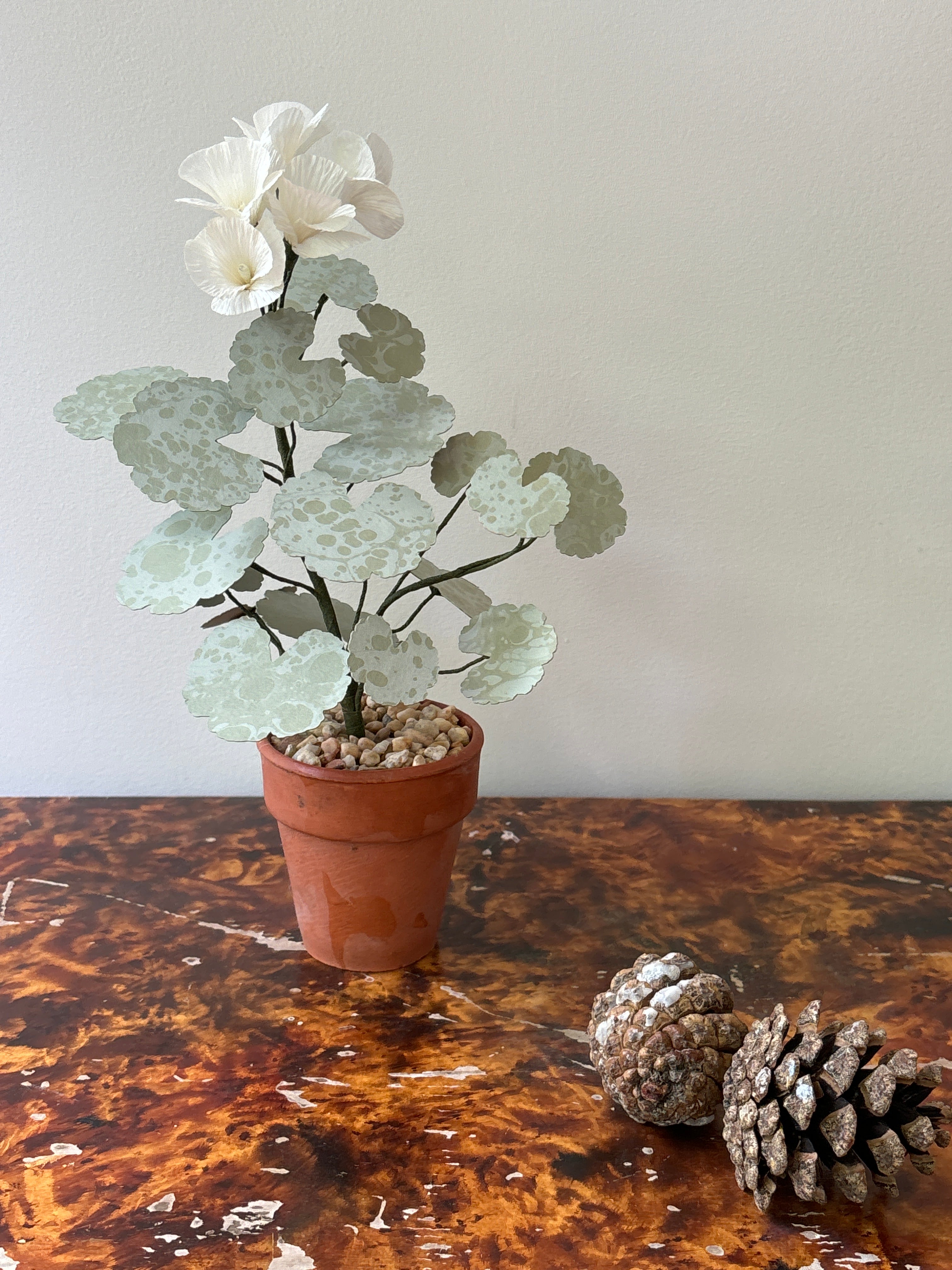 Geranium