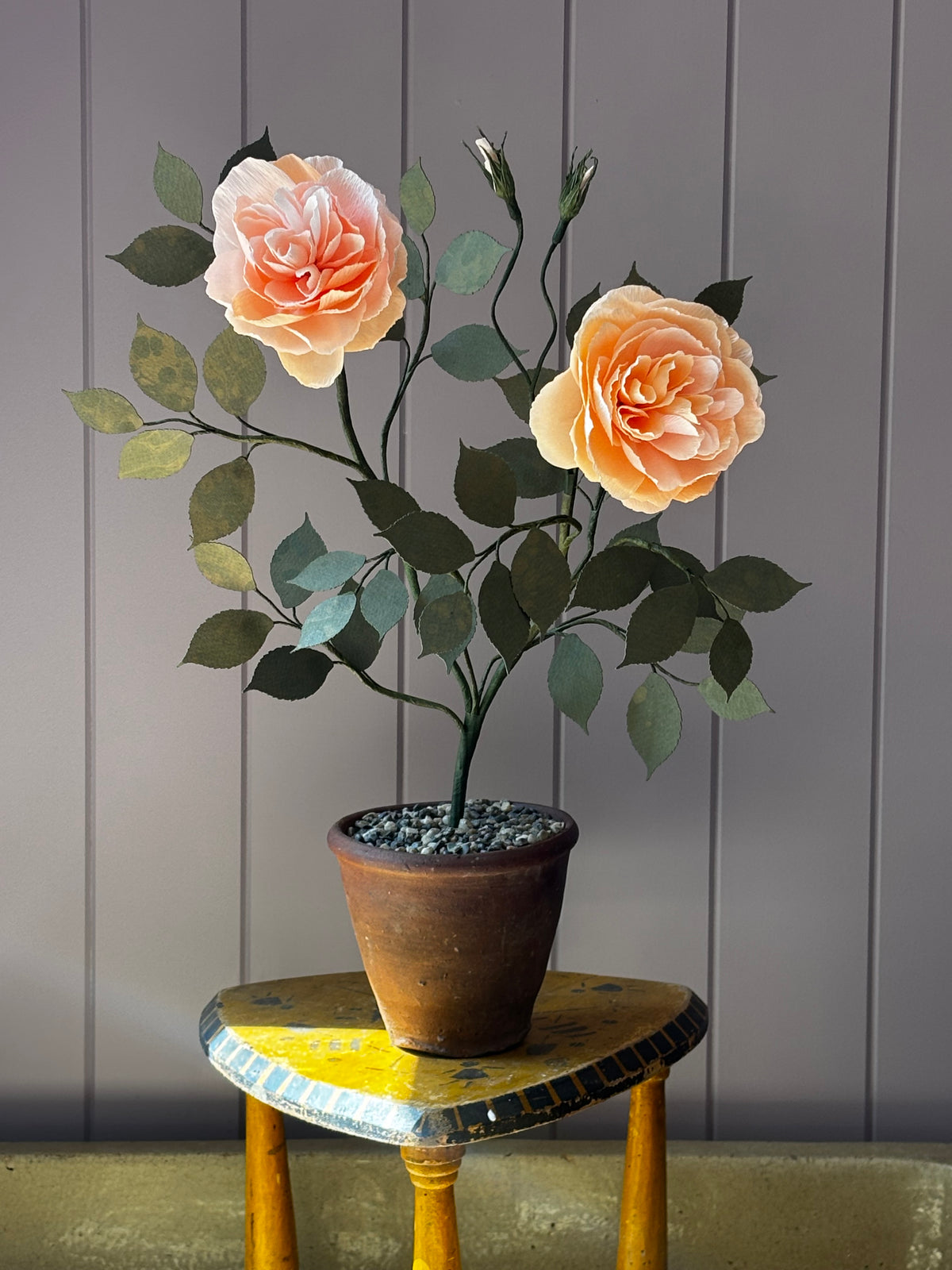 Paper Shrub Rose
