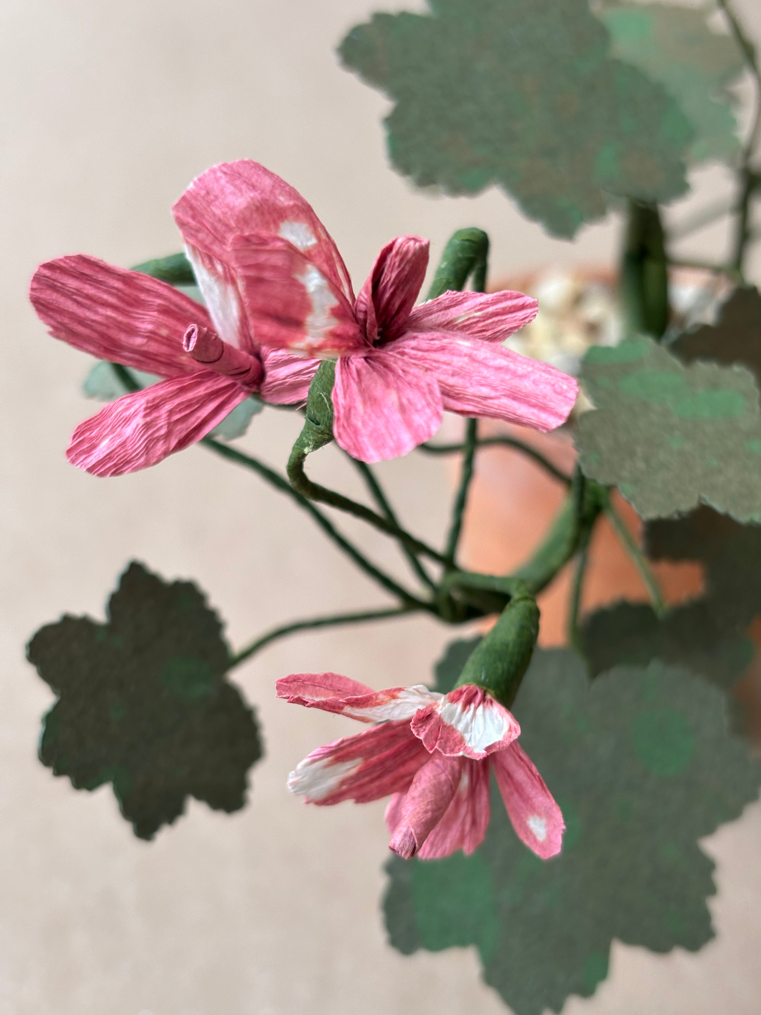 Geranium, Tiny trailing
