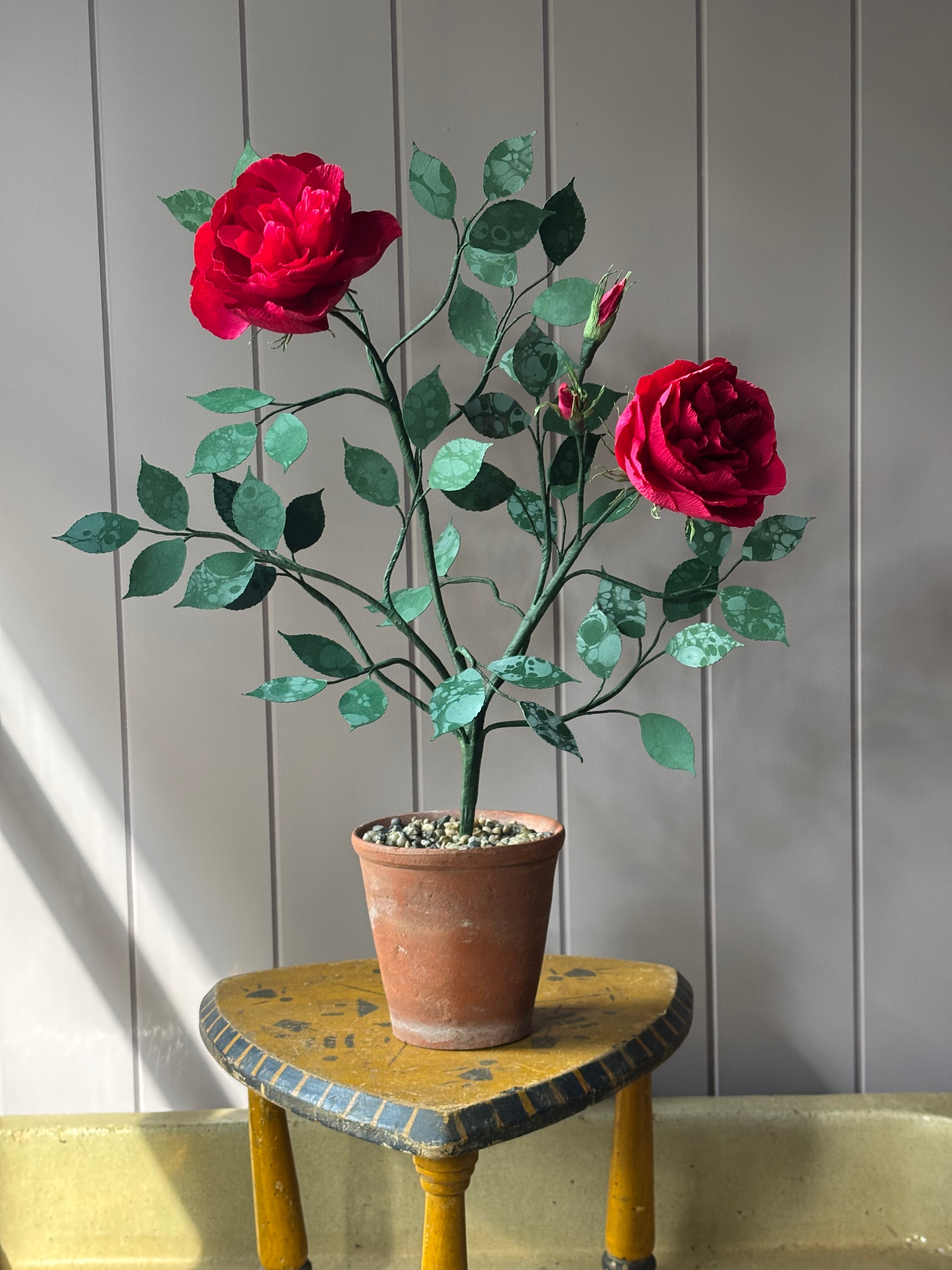 Paper Shrub Rose