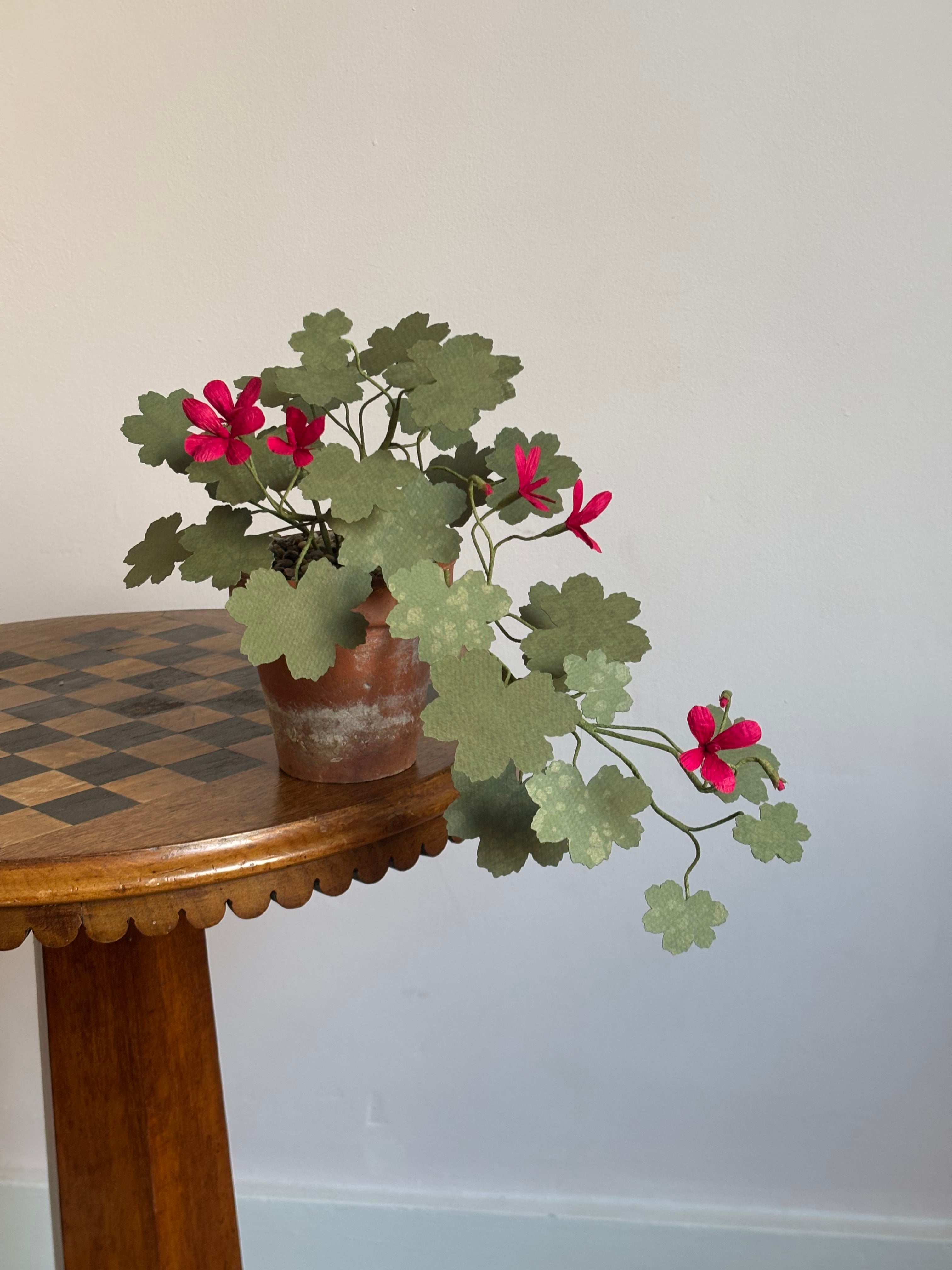 Paper Geranium, trailing