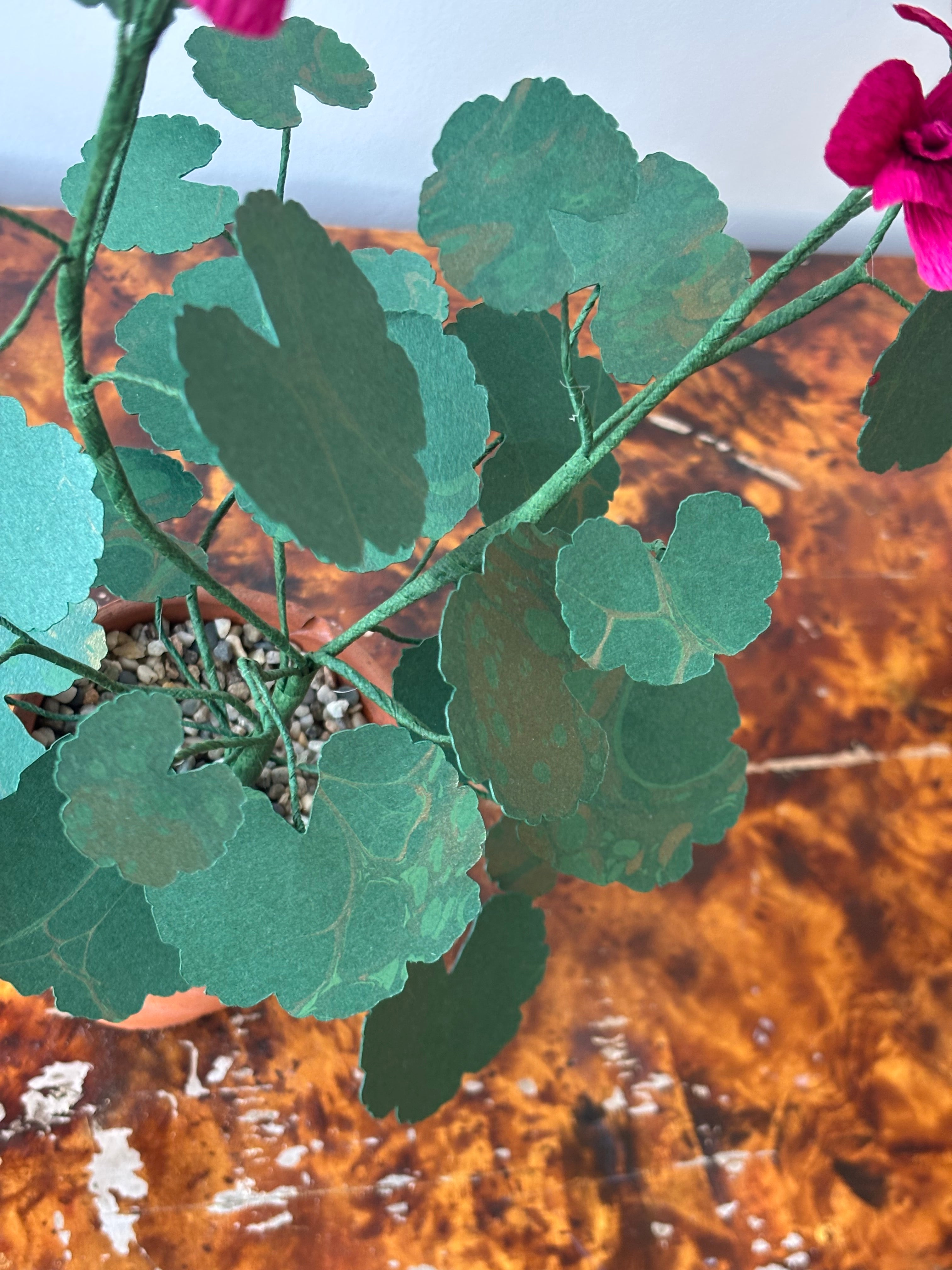 Paper Geranium