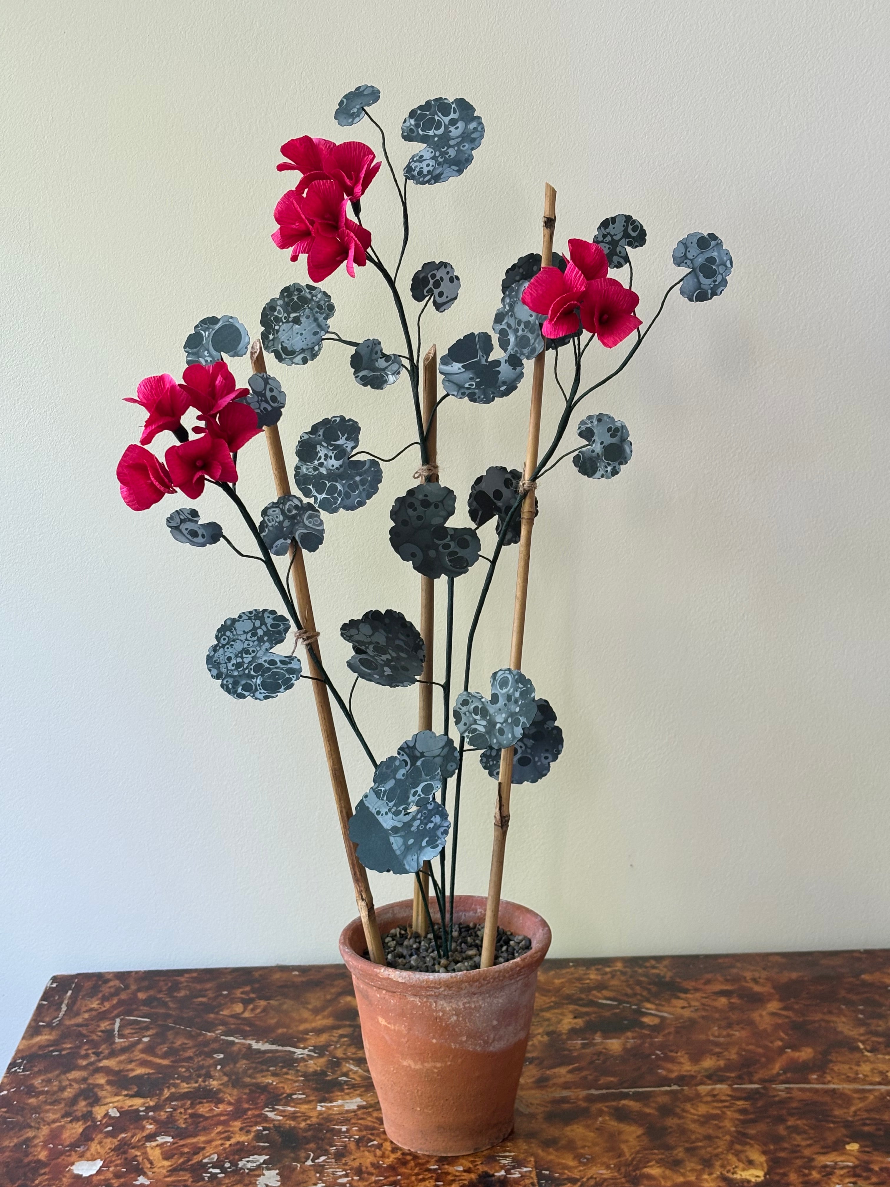 Paper Geranium