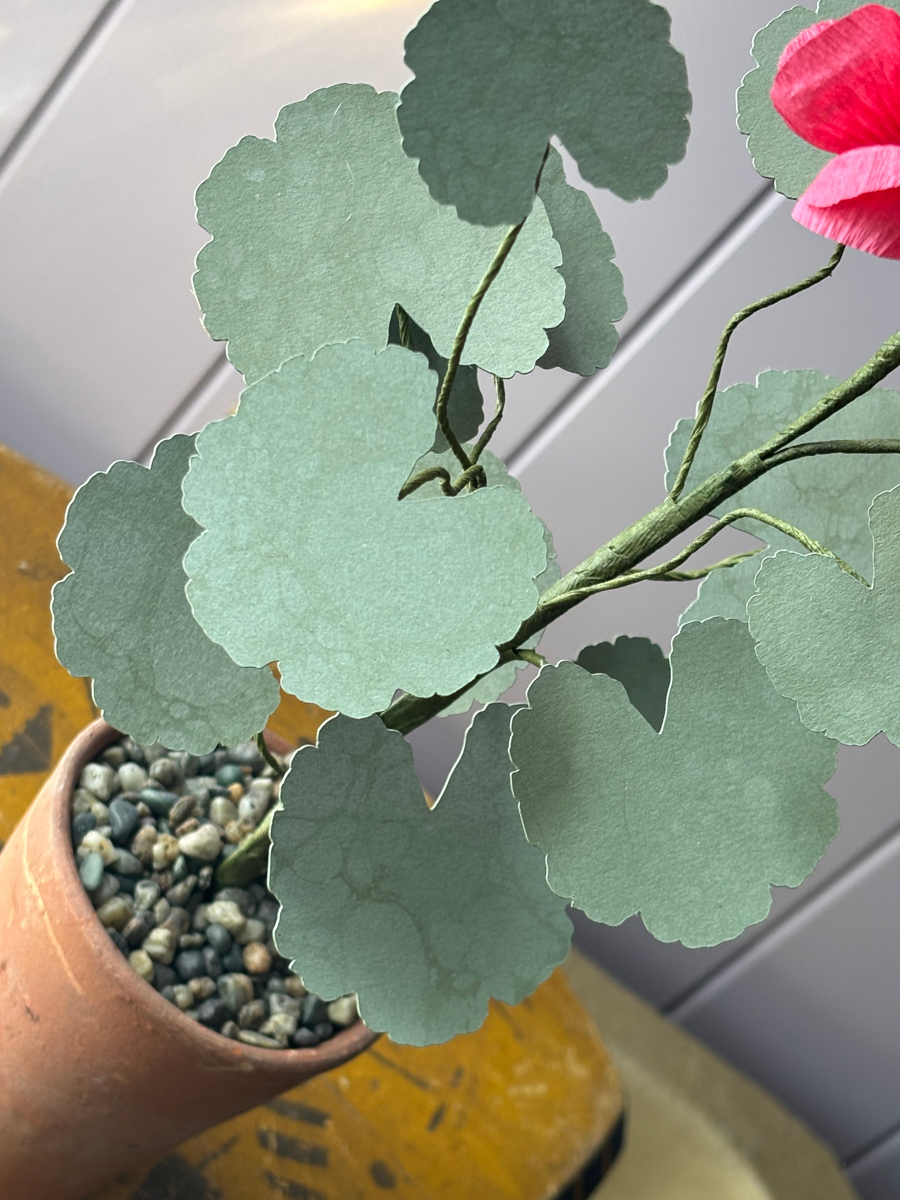 Paper geranium