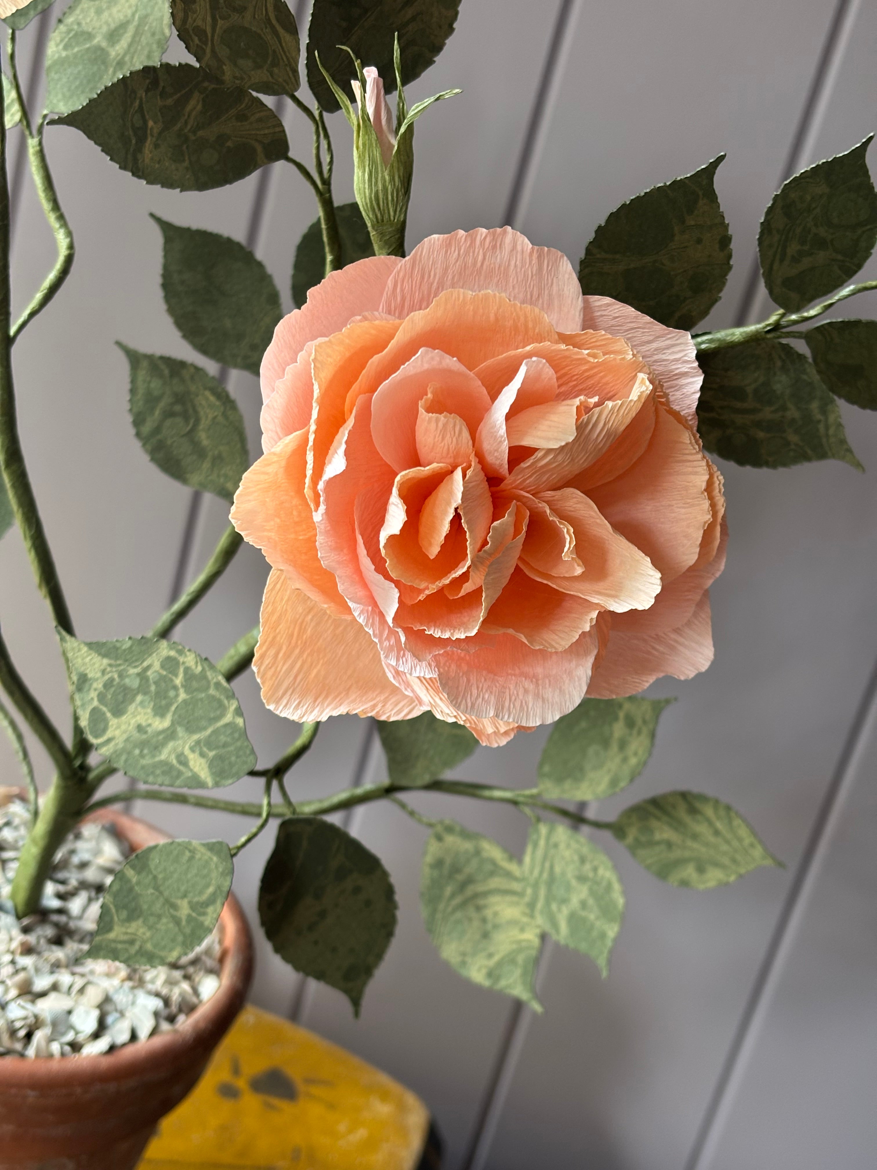 Paper Shrub Rose