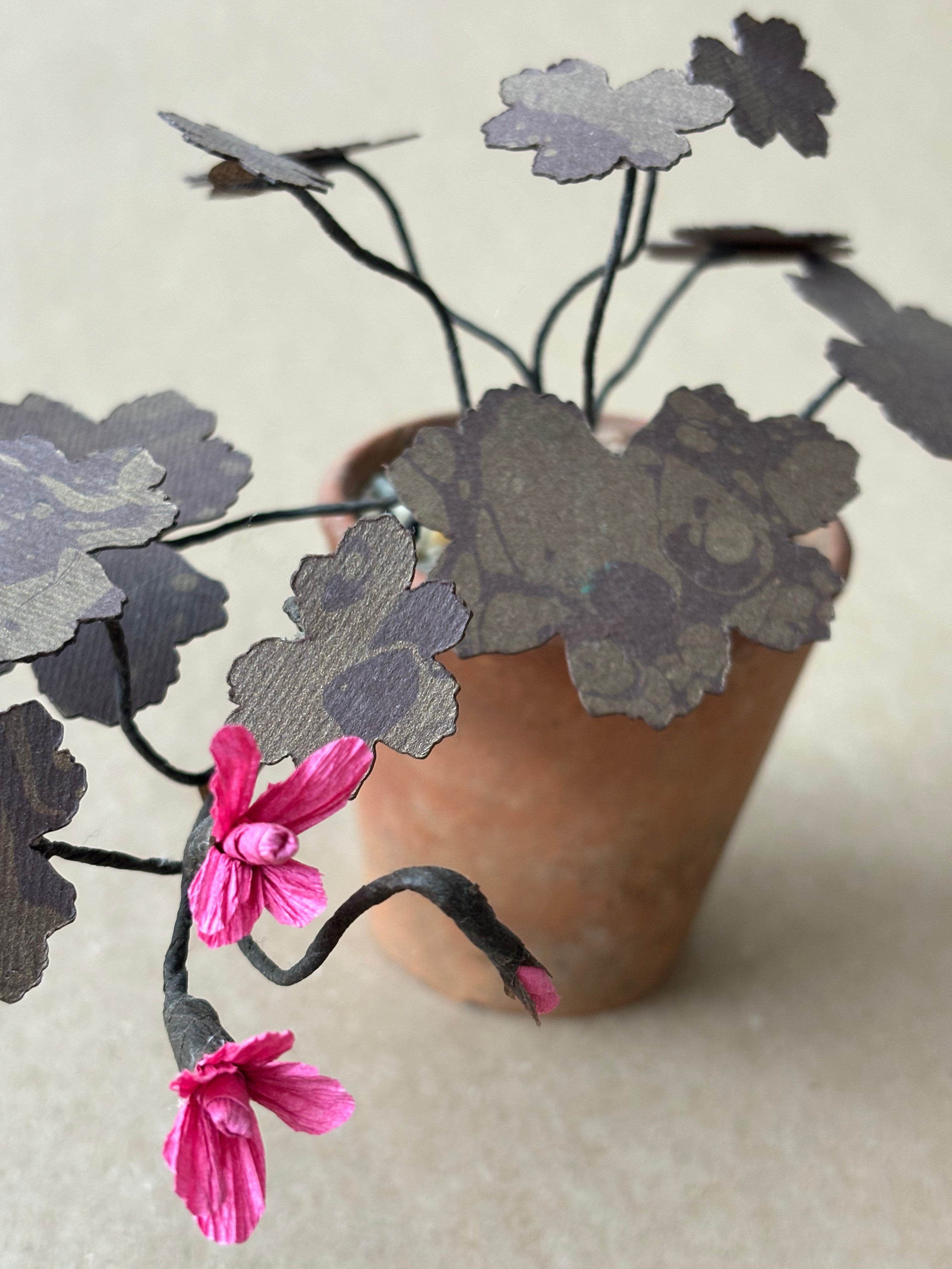 Geranium, trailing tiny