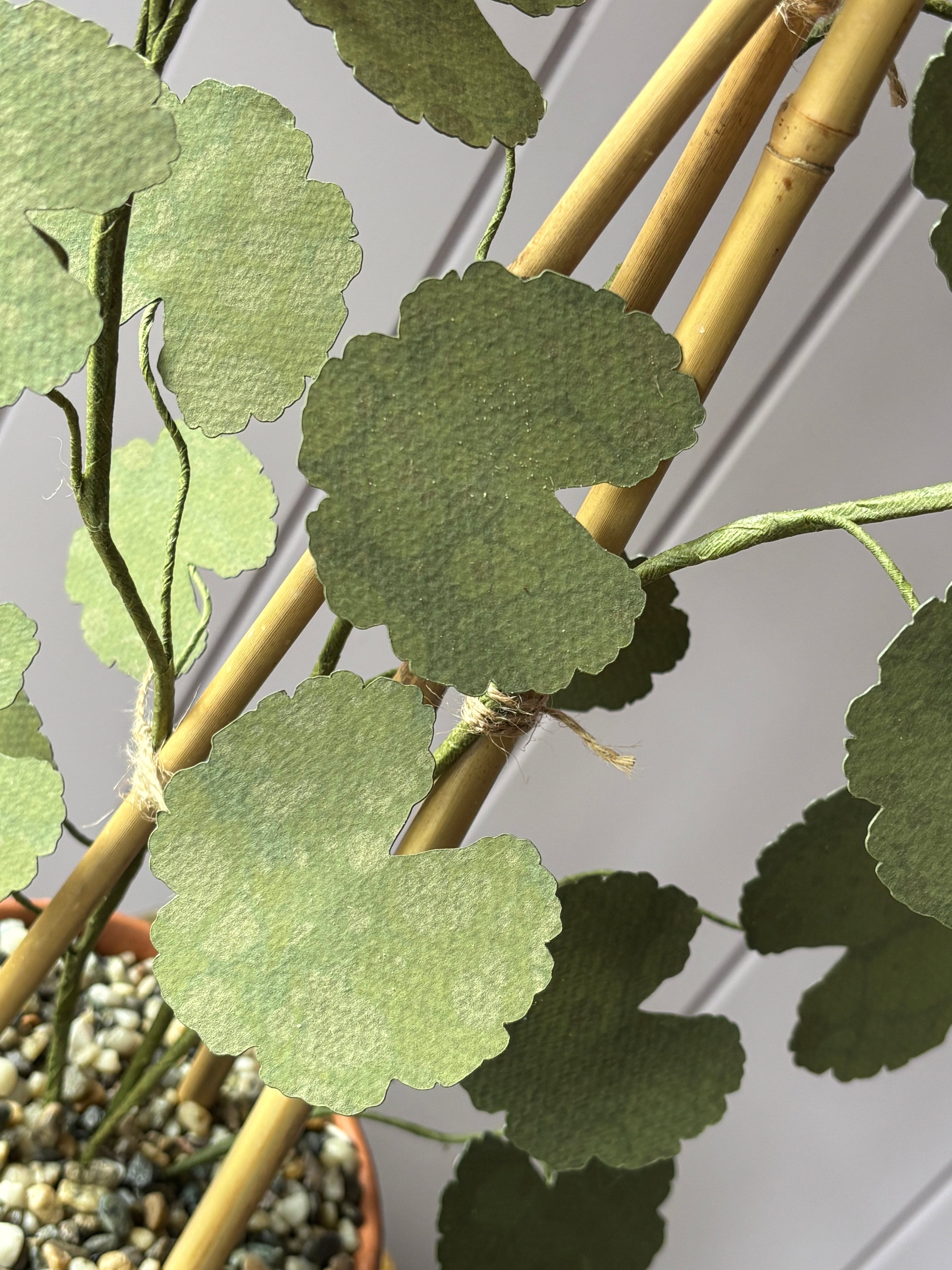 Paper geranium