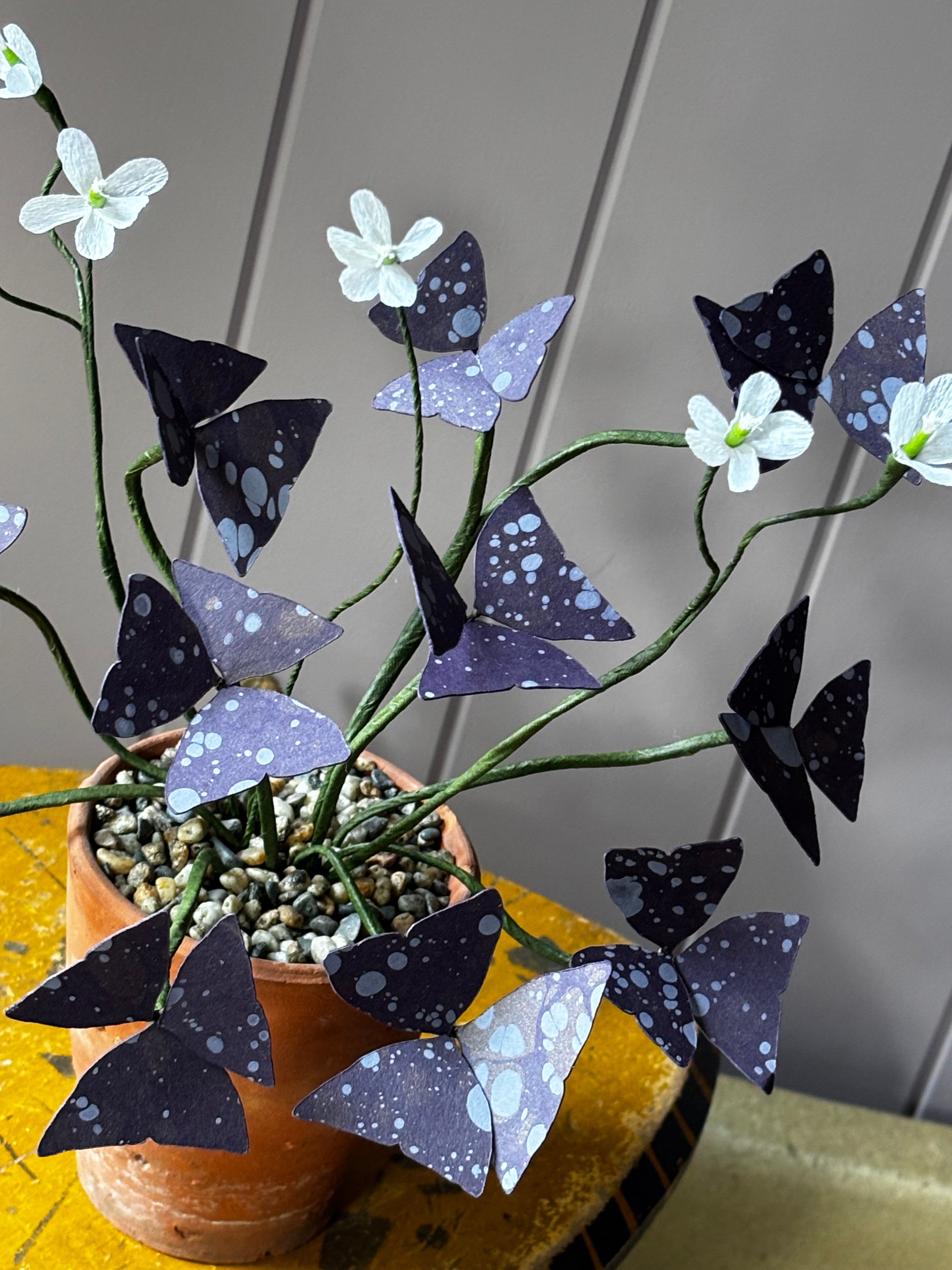 Paper Oxalis
