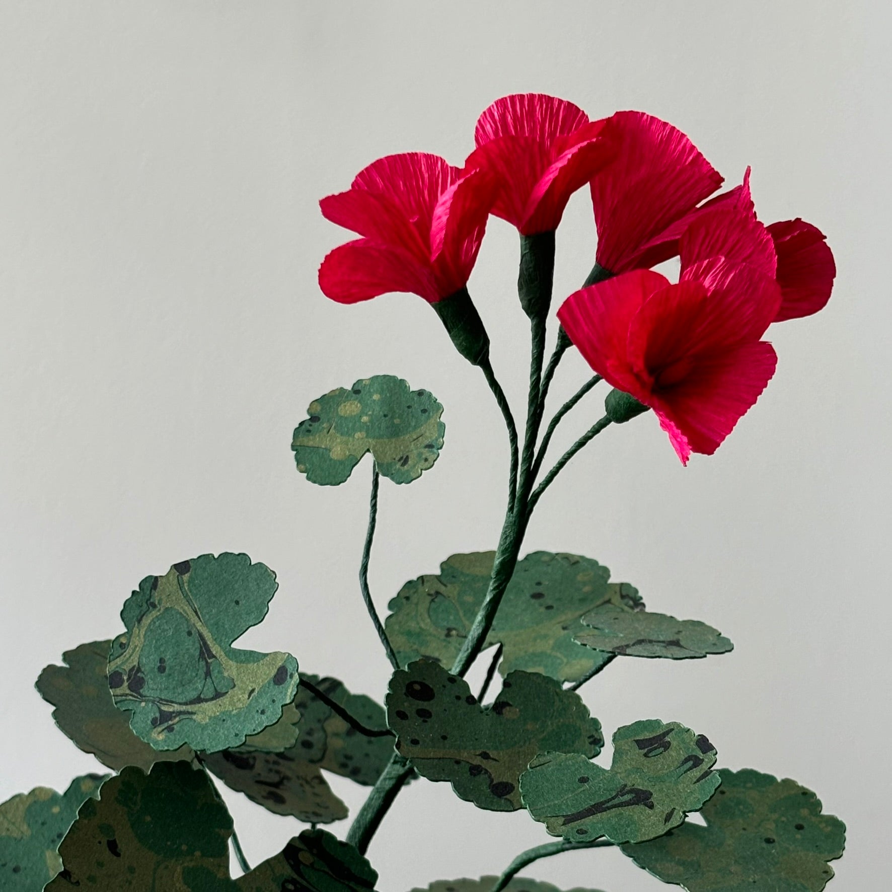 Paper Geranium