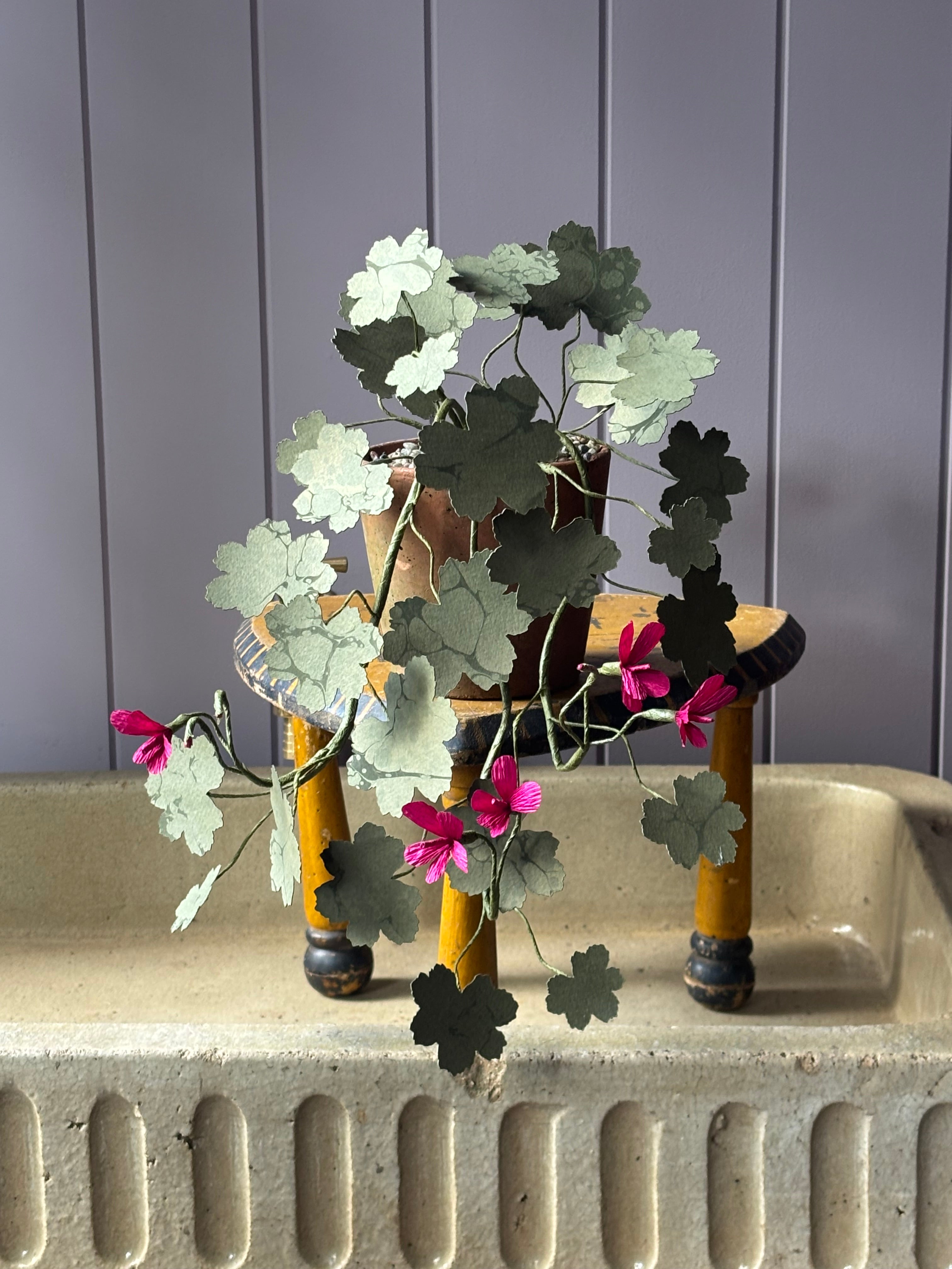 Paper geranium