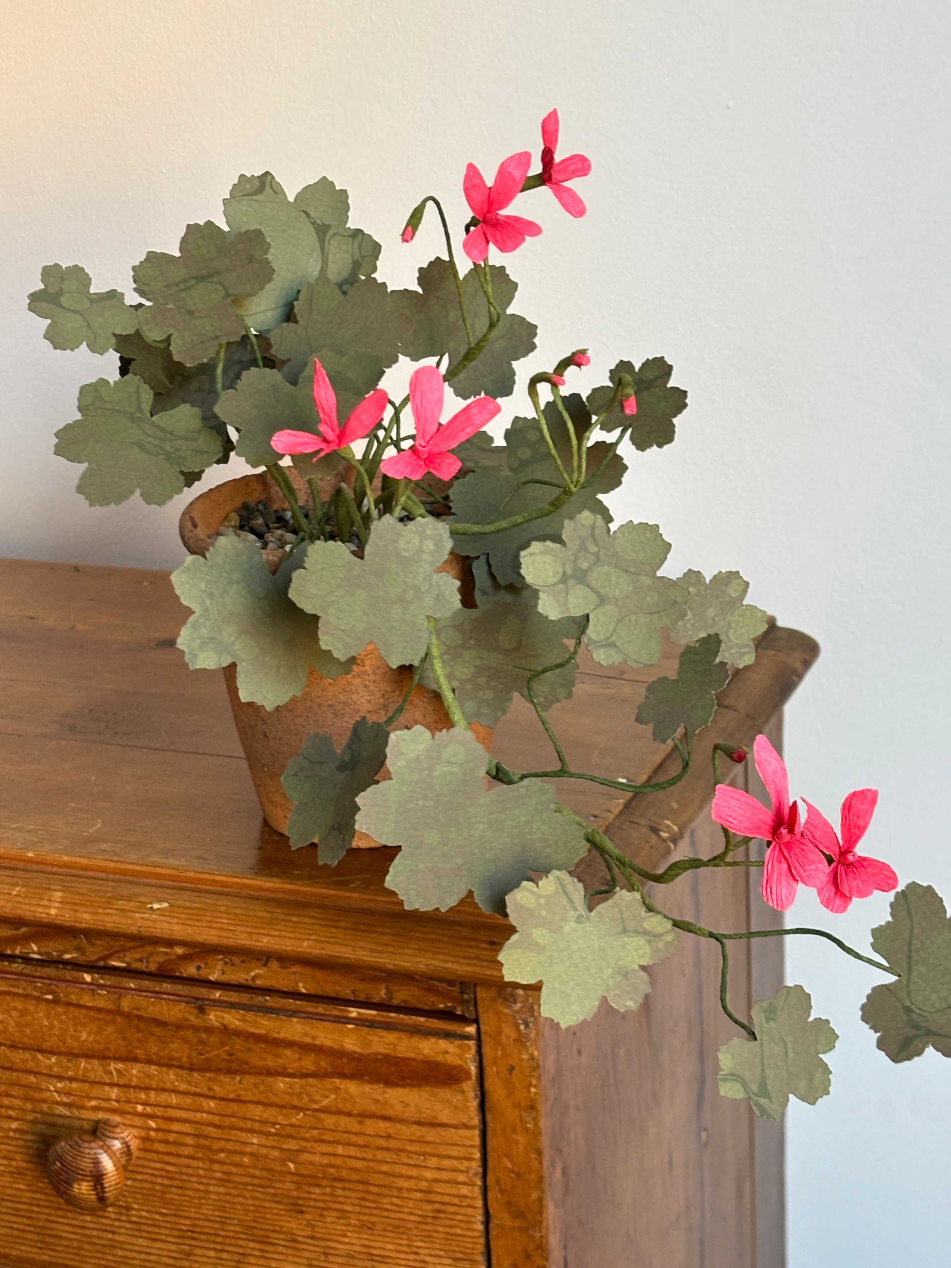 Paper Geranium, trailing