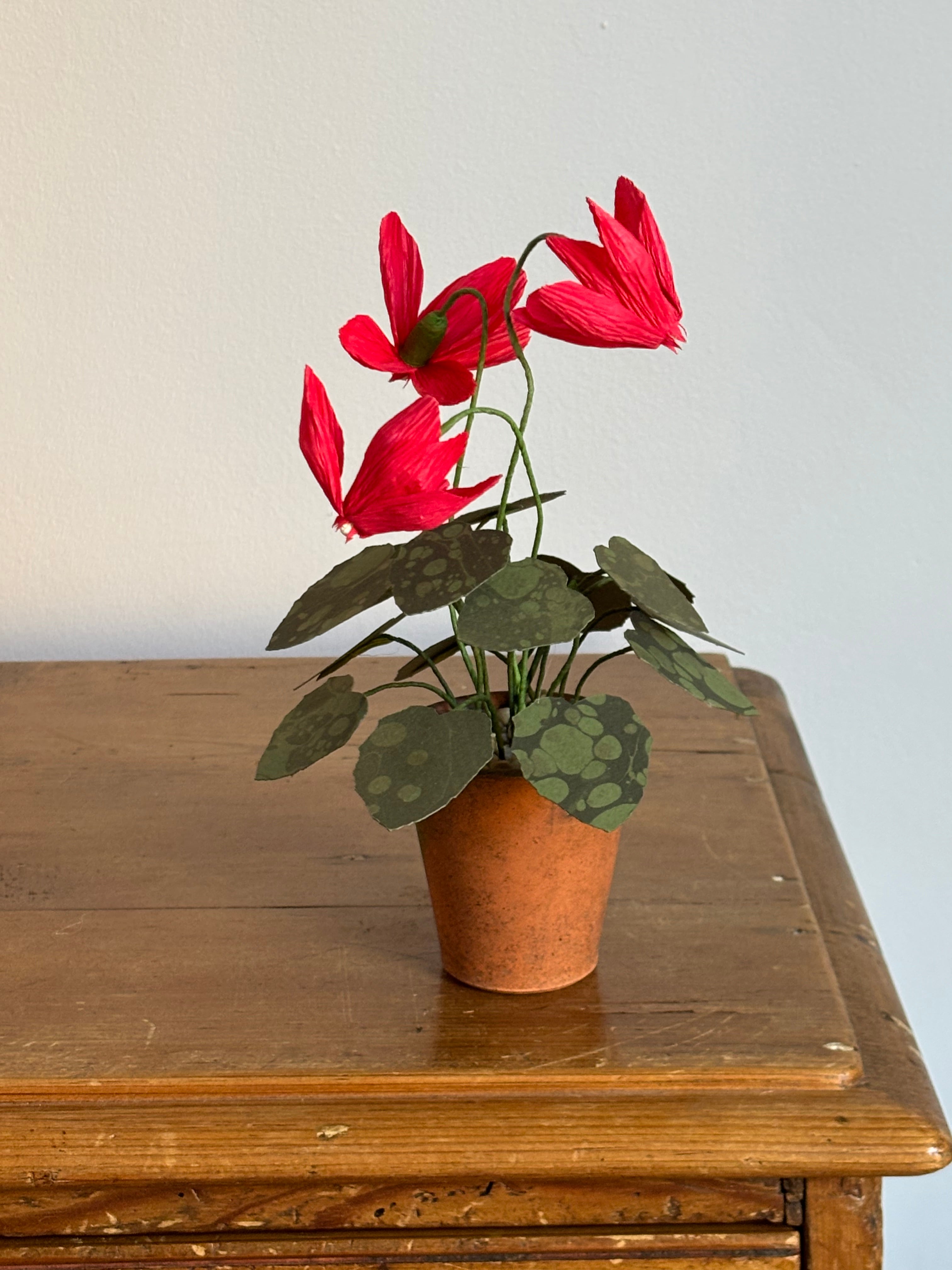 Cyclamen