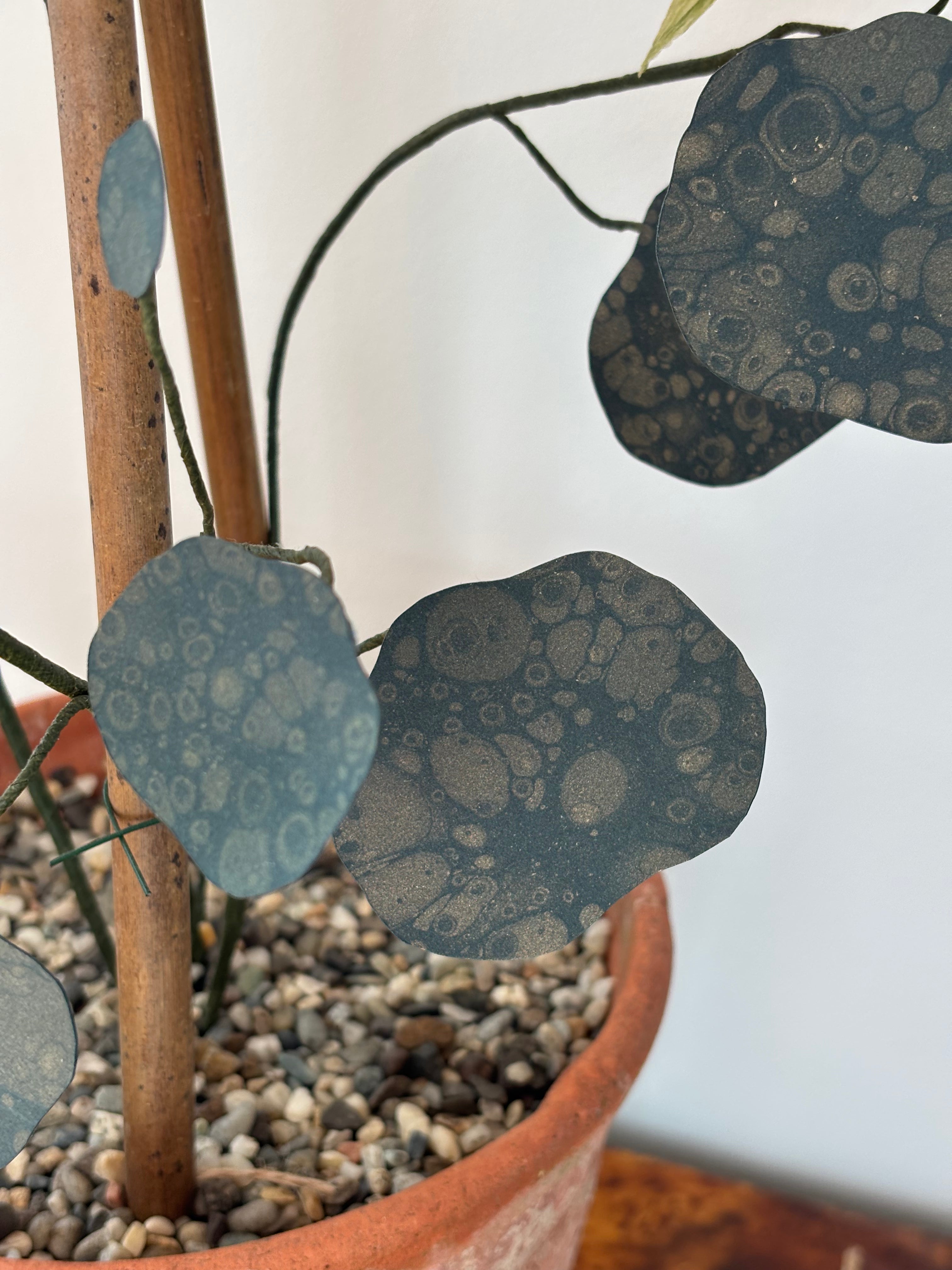 Nasturtium, upright