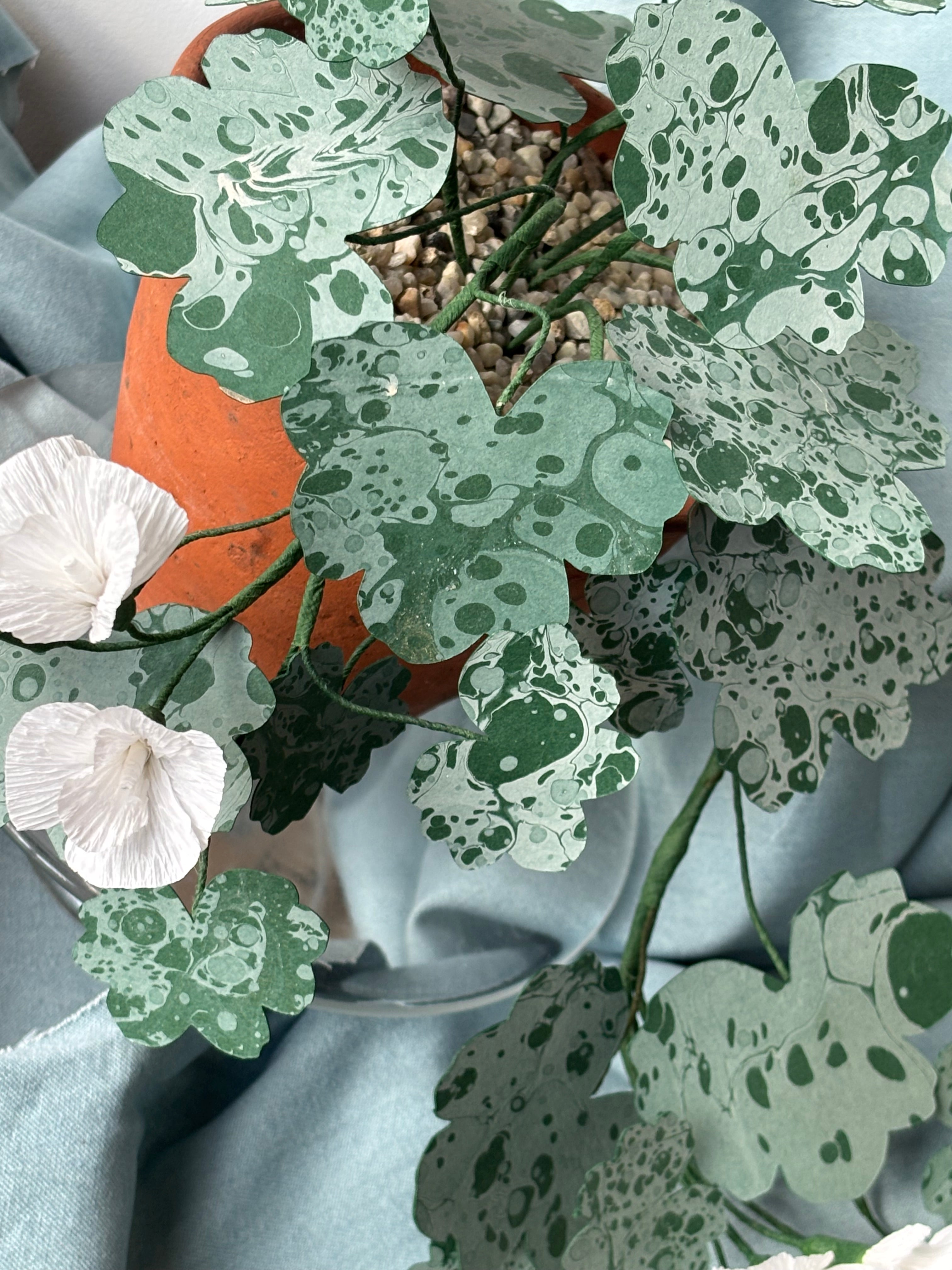 Paper Geranium, trailing