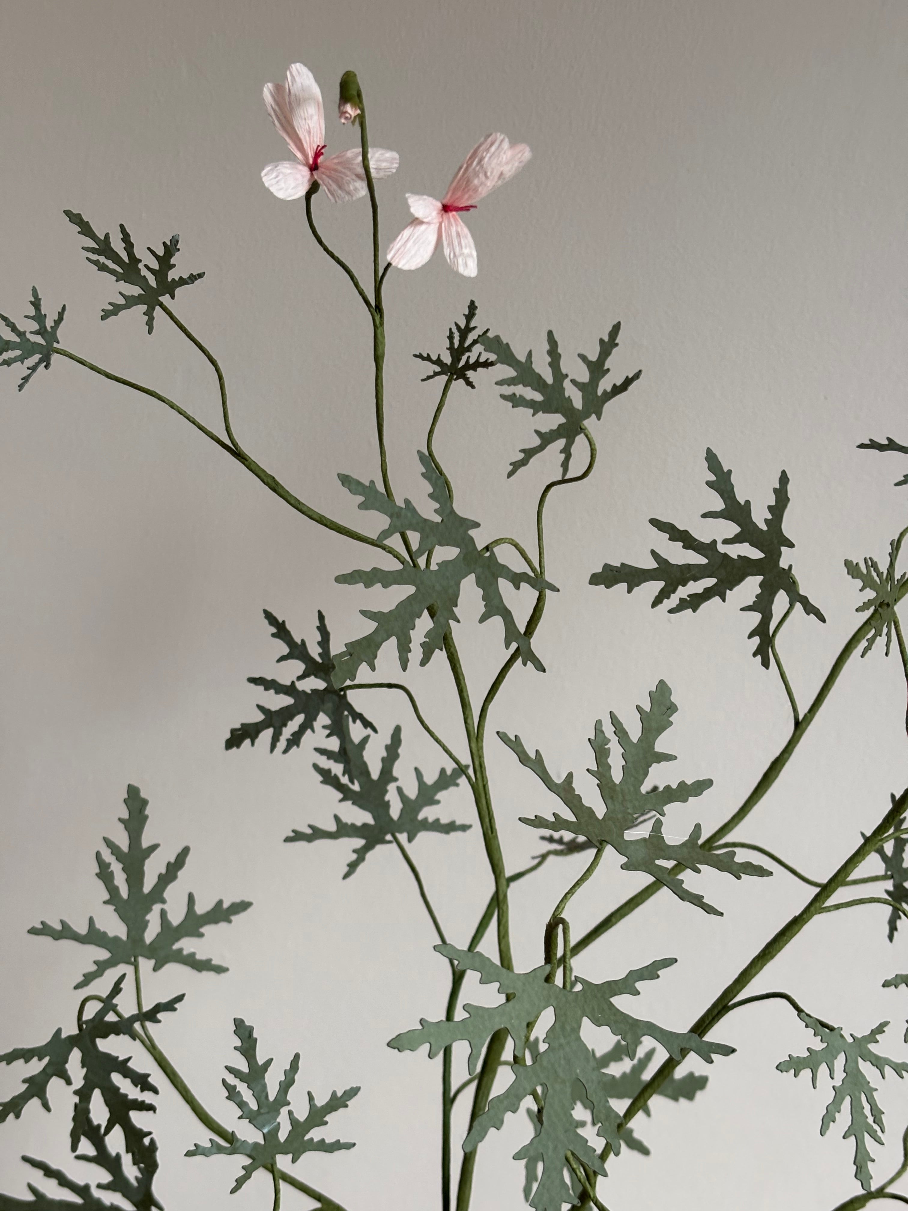 Paper Pelargonium, inspired by Pelargonium graveolens